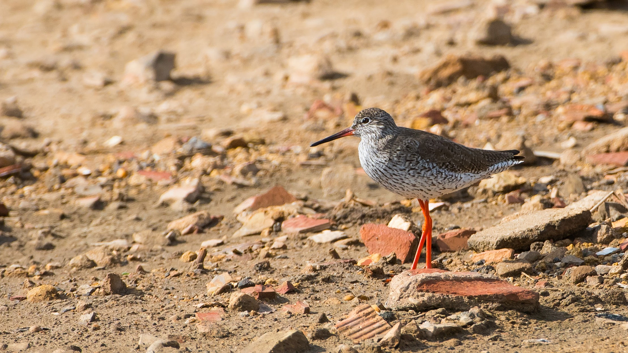 Nikon D810 sample photo. Common redshank tringa totanus archibebe comun photography