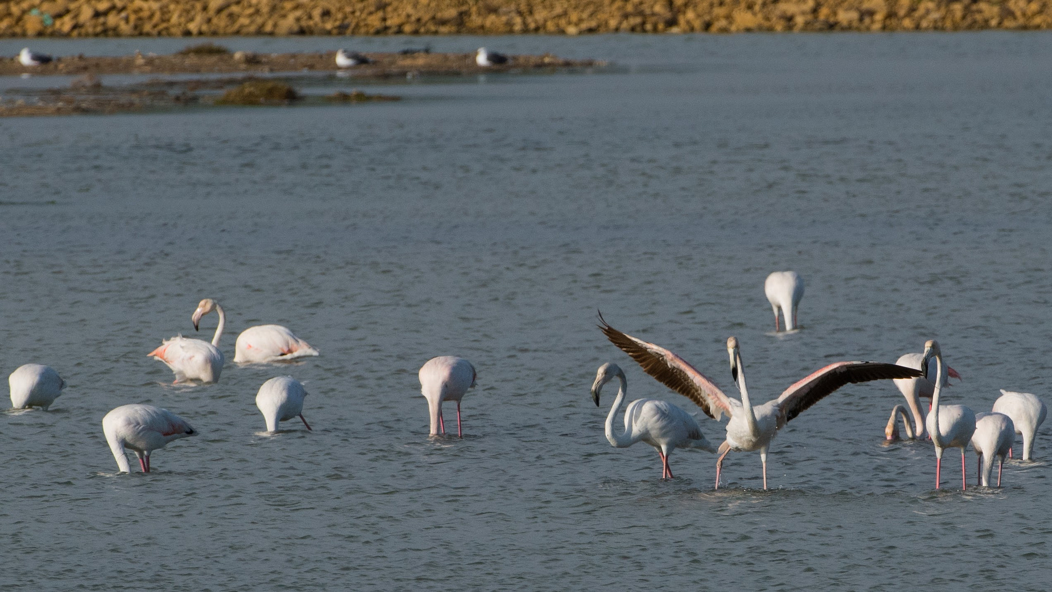 Nikon D810 sample photo. Greater flamingo phoenicopterus ruber flamenco comun photography