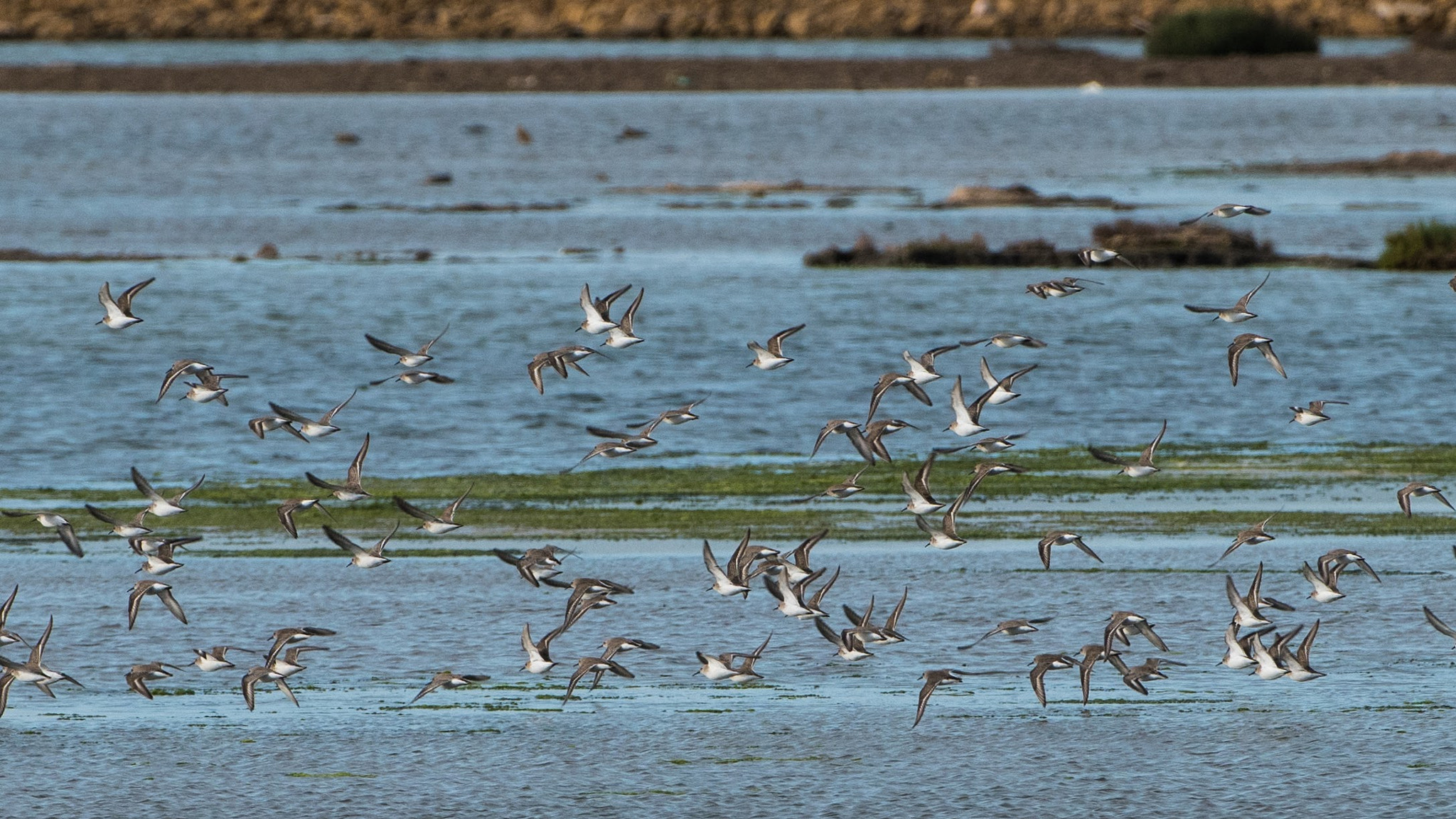 Nikon D810 sample photo. Dunlin calidris alpina photography