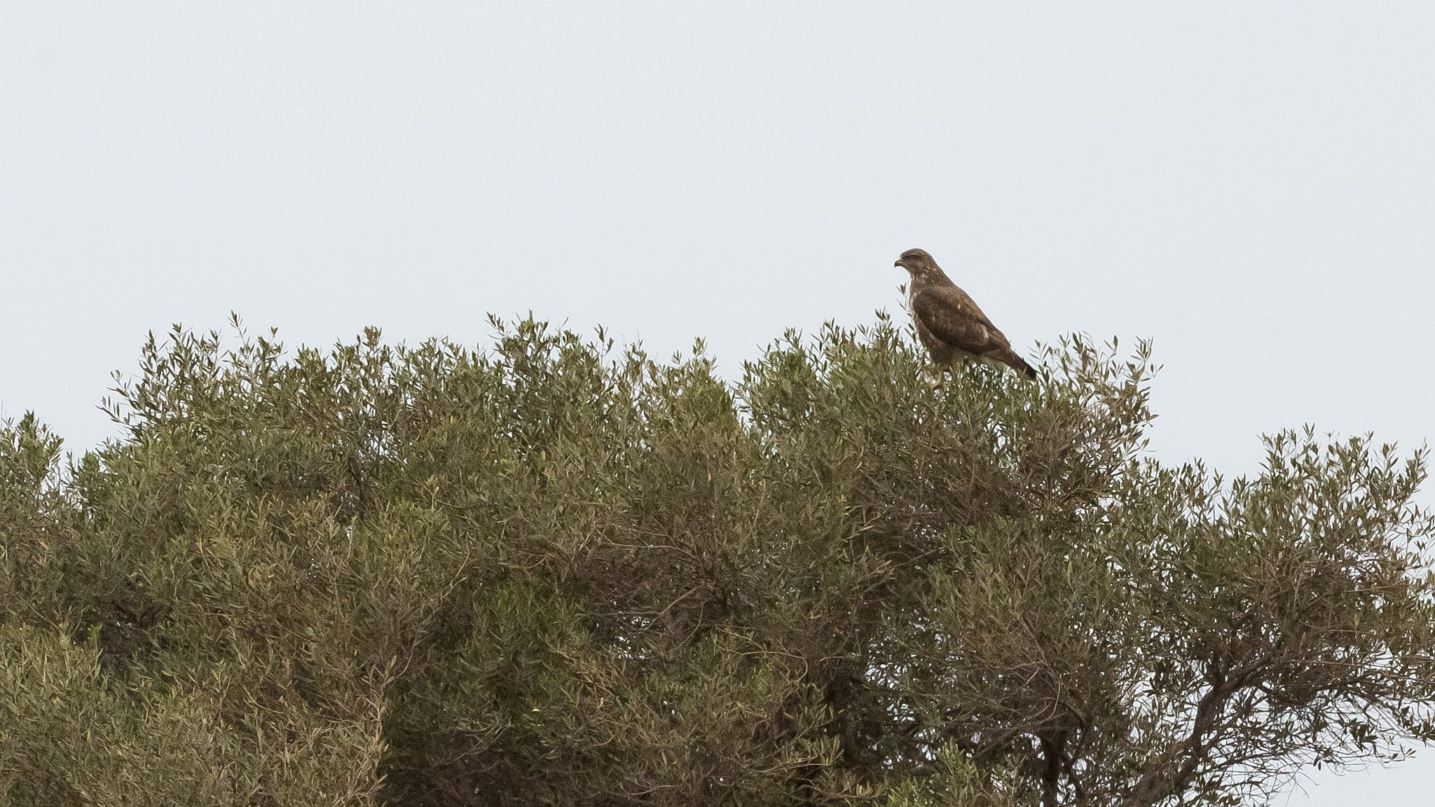 Nikon D810 sample photo. Common buzzard buteo buteo photography