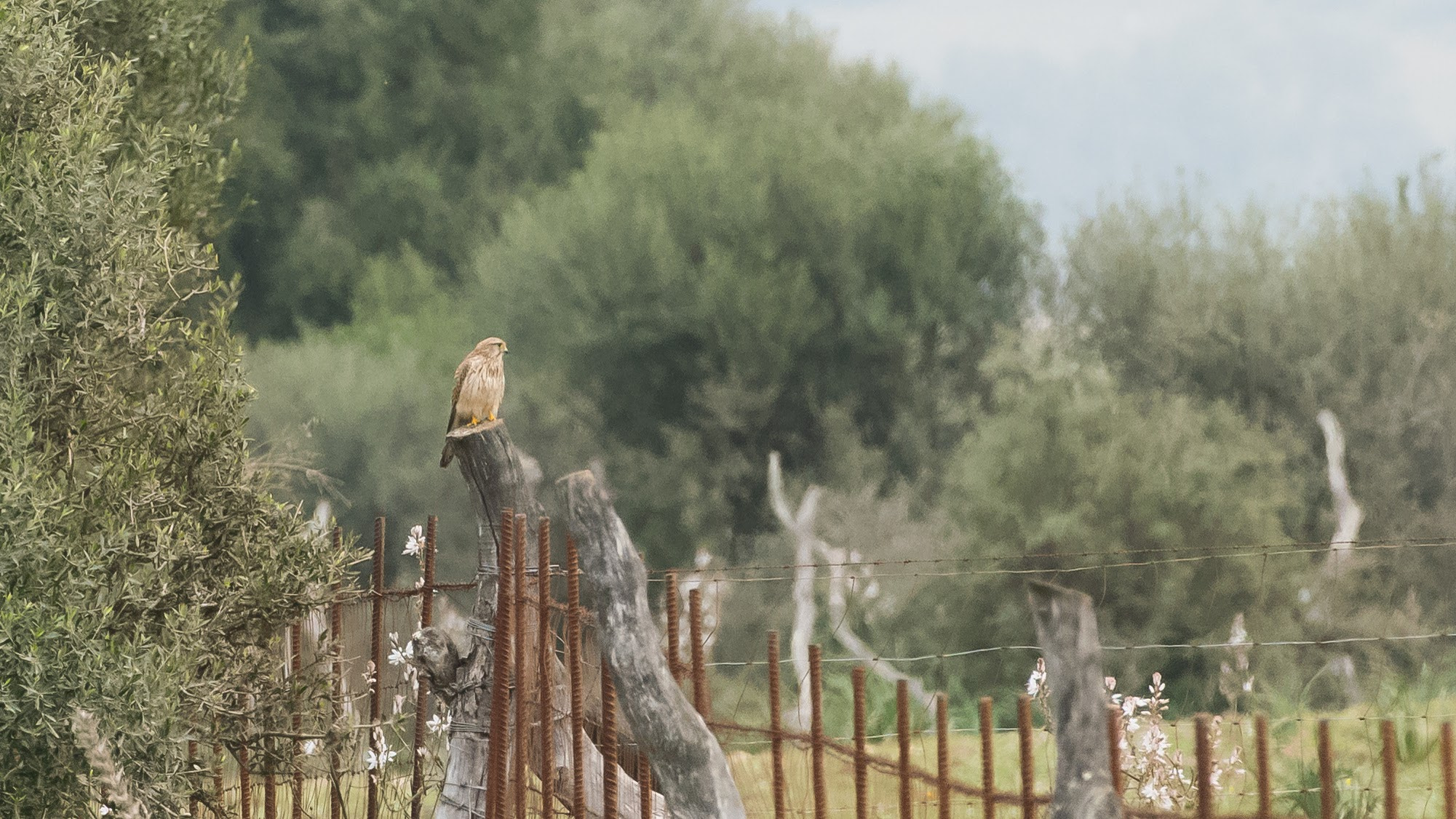Nikon D810 sample photo. Eurasian kestrel falco tinnunculus cernicalo vulgar photography