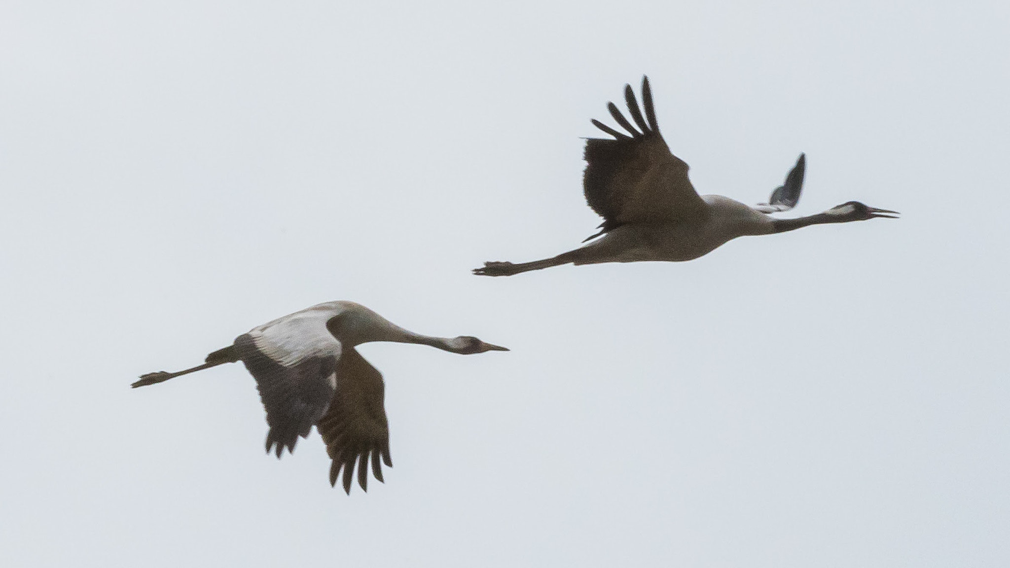 Nikon D810 sample photo. Common crane grus grus grulla comun photography