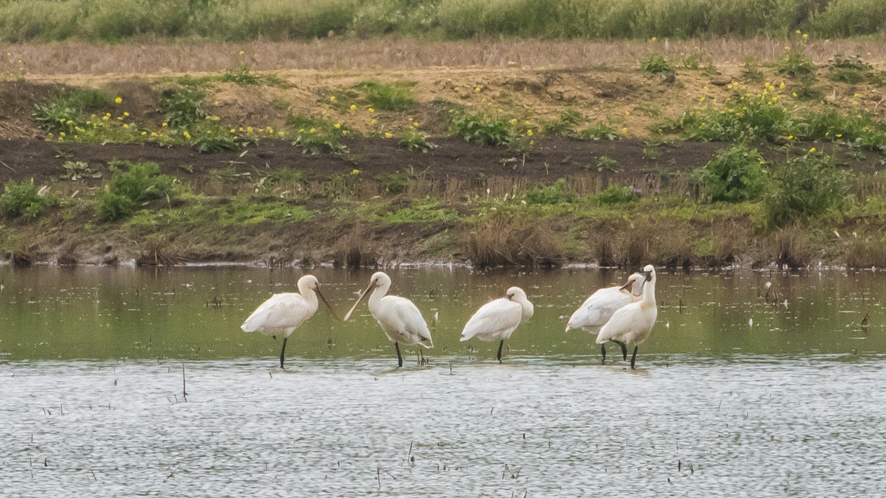 Nikon D810 sample photo. Eurasian spoonbill platalea leucorodia espátula común photography