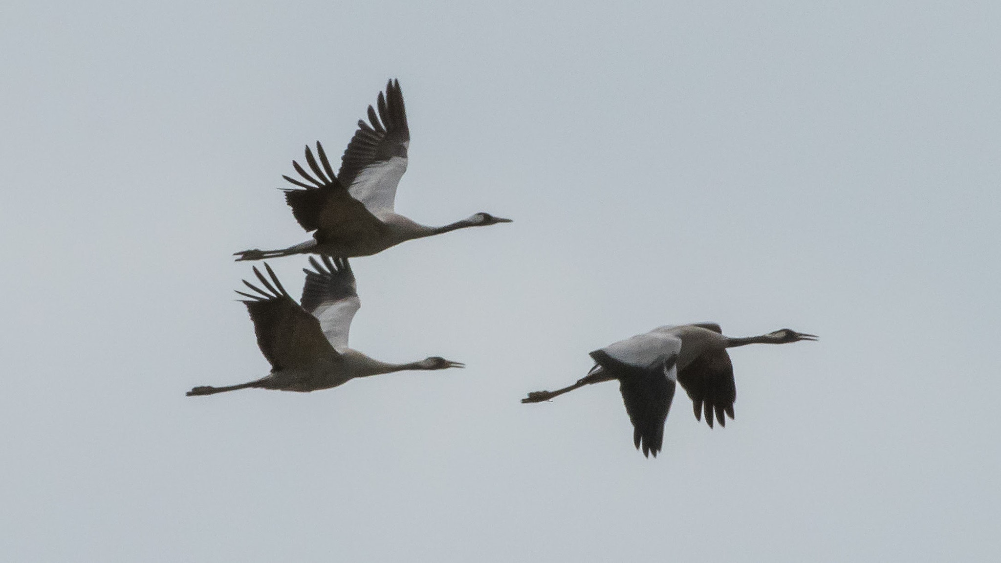 Nikon D810 sample photo. Common crane grus grus grulla comun photography