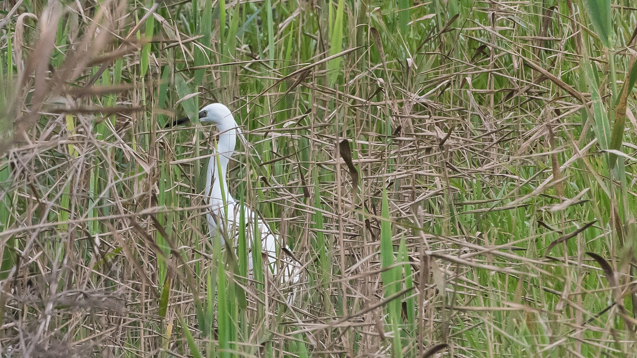 Nikon D810 sample photo. Little egret egretta garzetta garceta comun photography