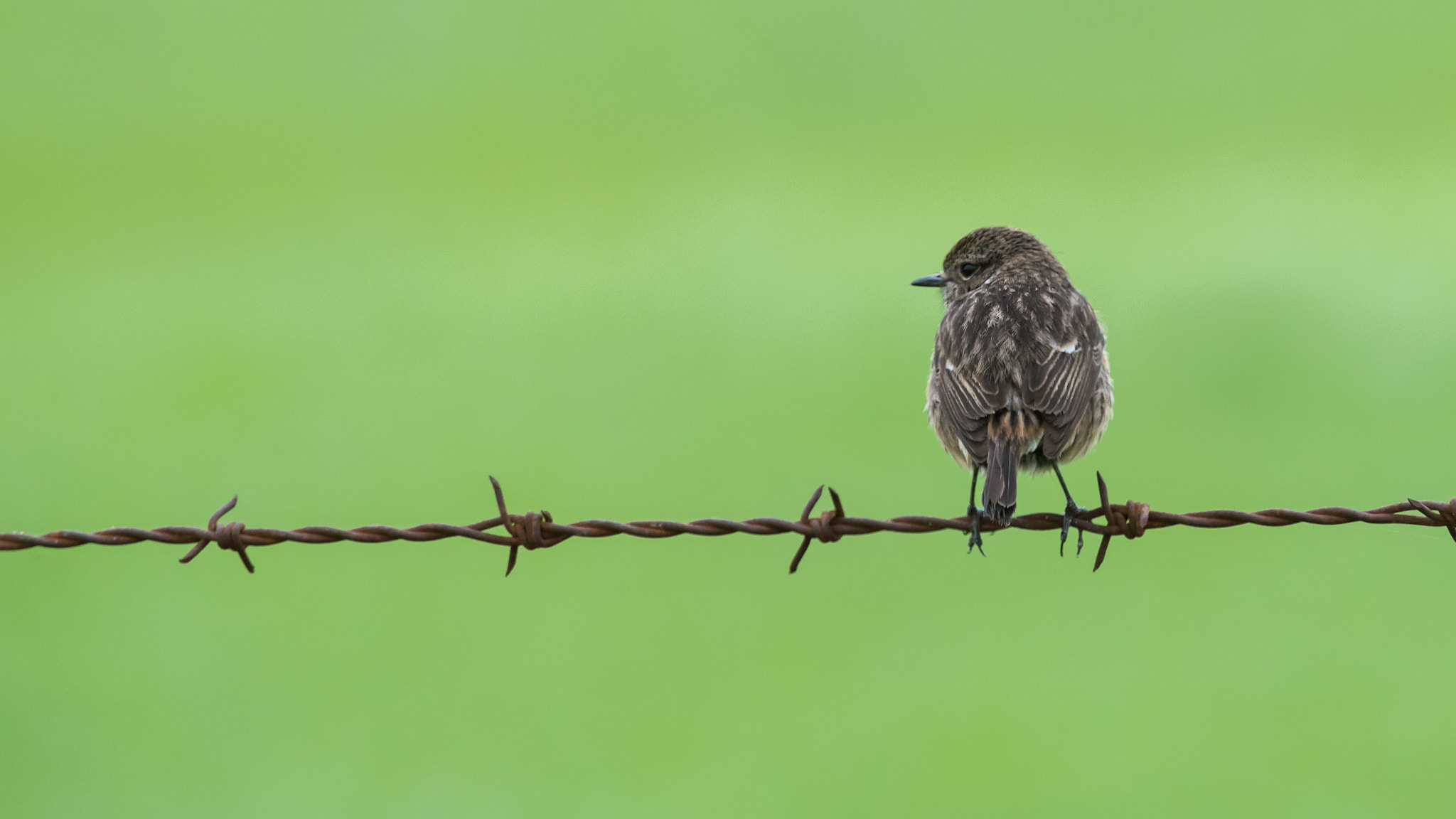 Nikon D810 sample photo. Whinchat saxicola rubicola tarabilla norteña photography