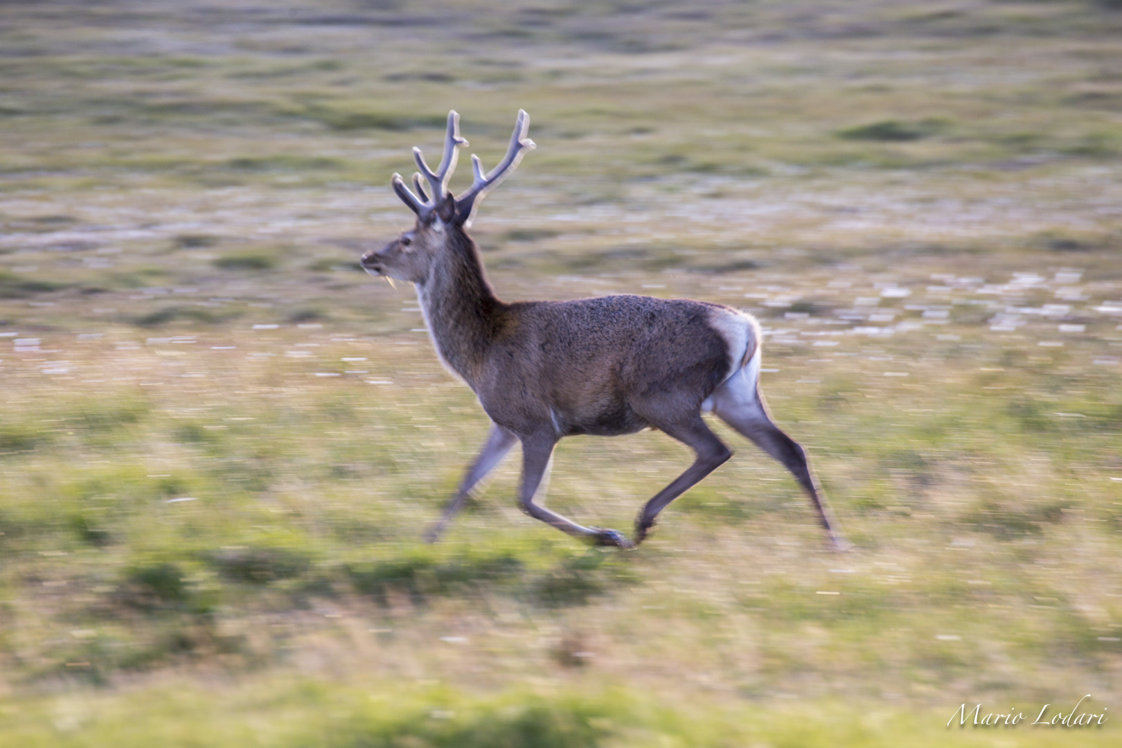 Canon EOS 6D sample photo. Deer-panning photography