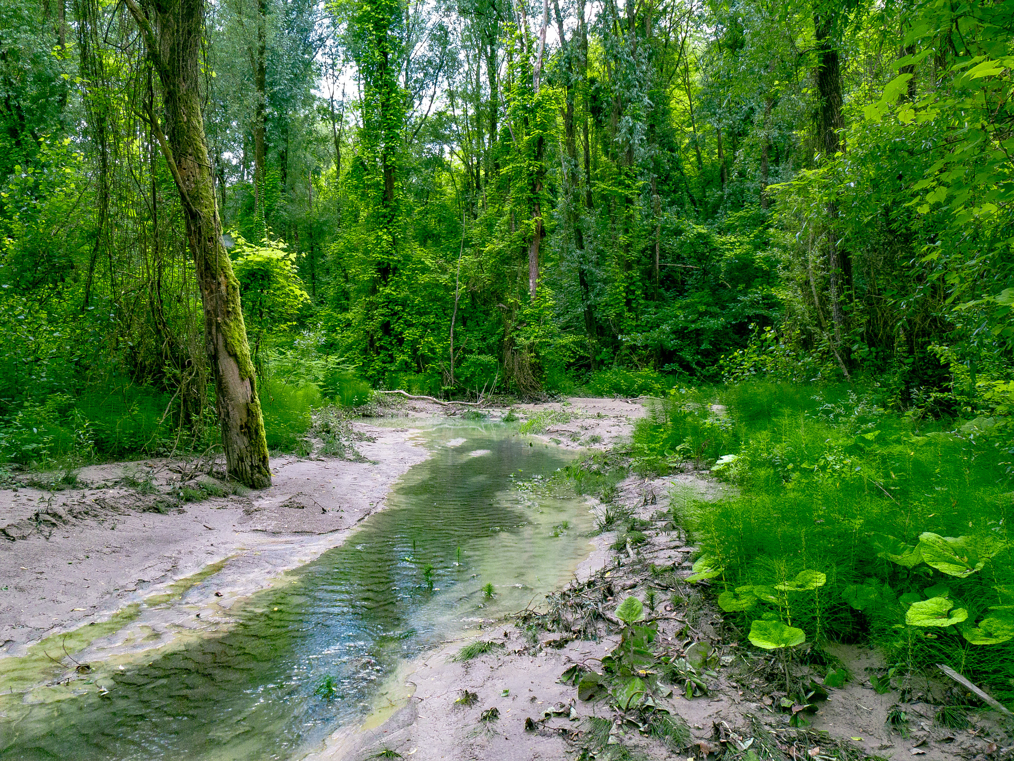 Panasonic Lumix DMC-G6 sample photo. Samoggia creek photography