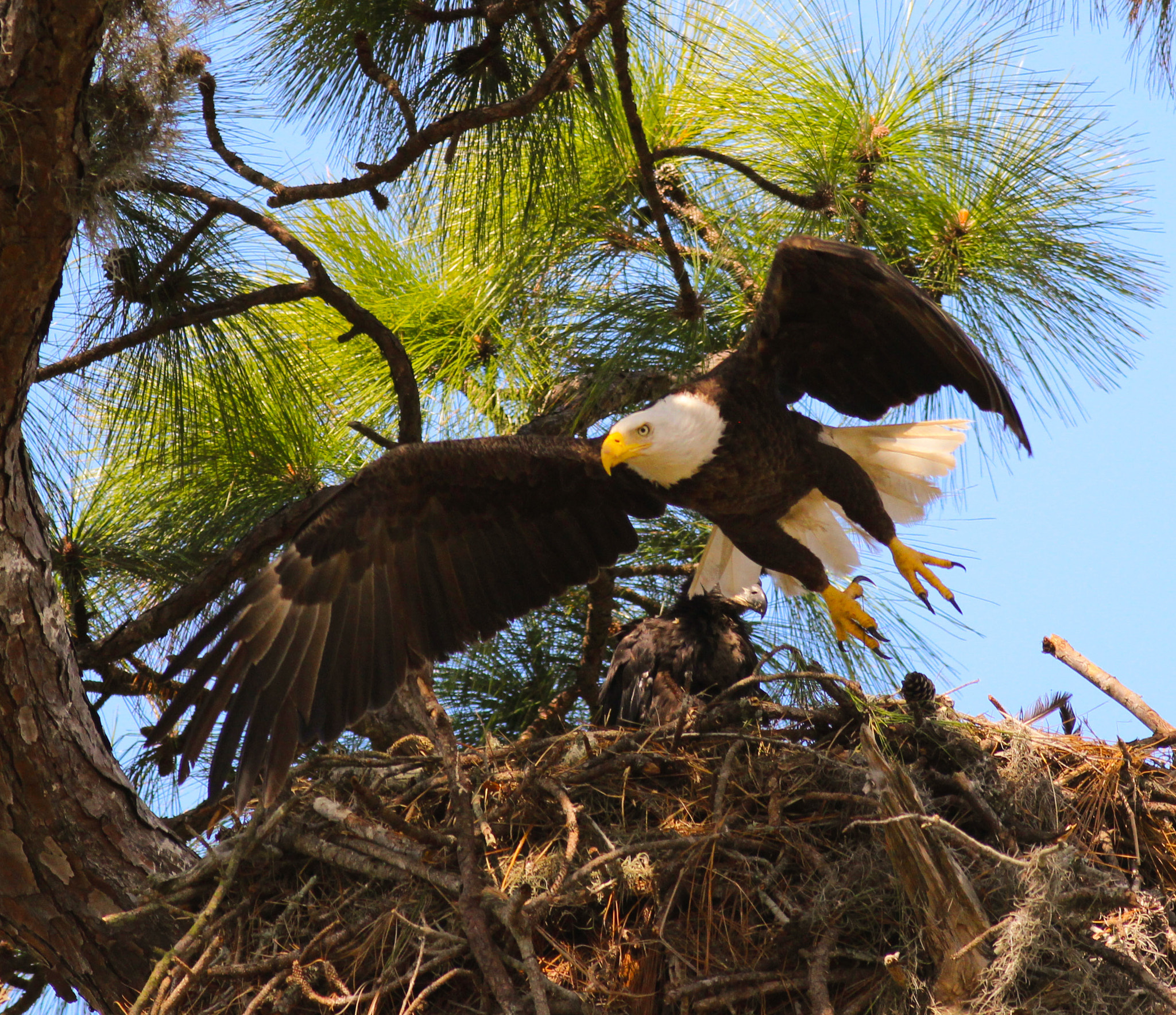 Canon EOS 600D (Rebel EOS T3i / EOS Kiss X5) + Canon EF 400mm F5.6L USM sample photo. Bald eagles cf usa photography