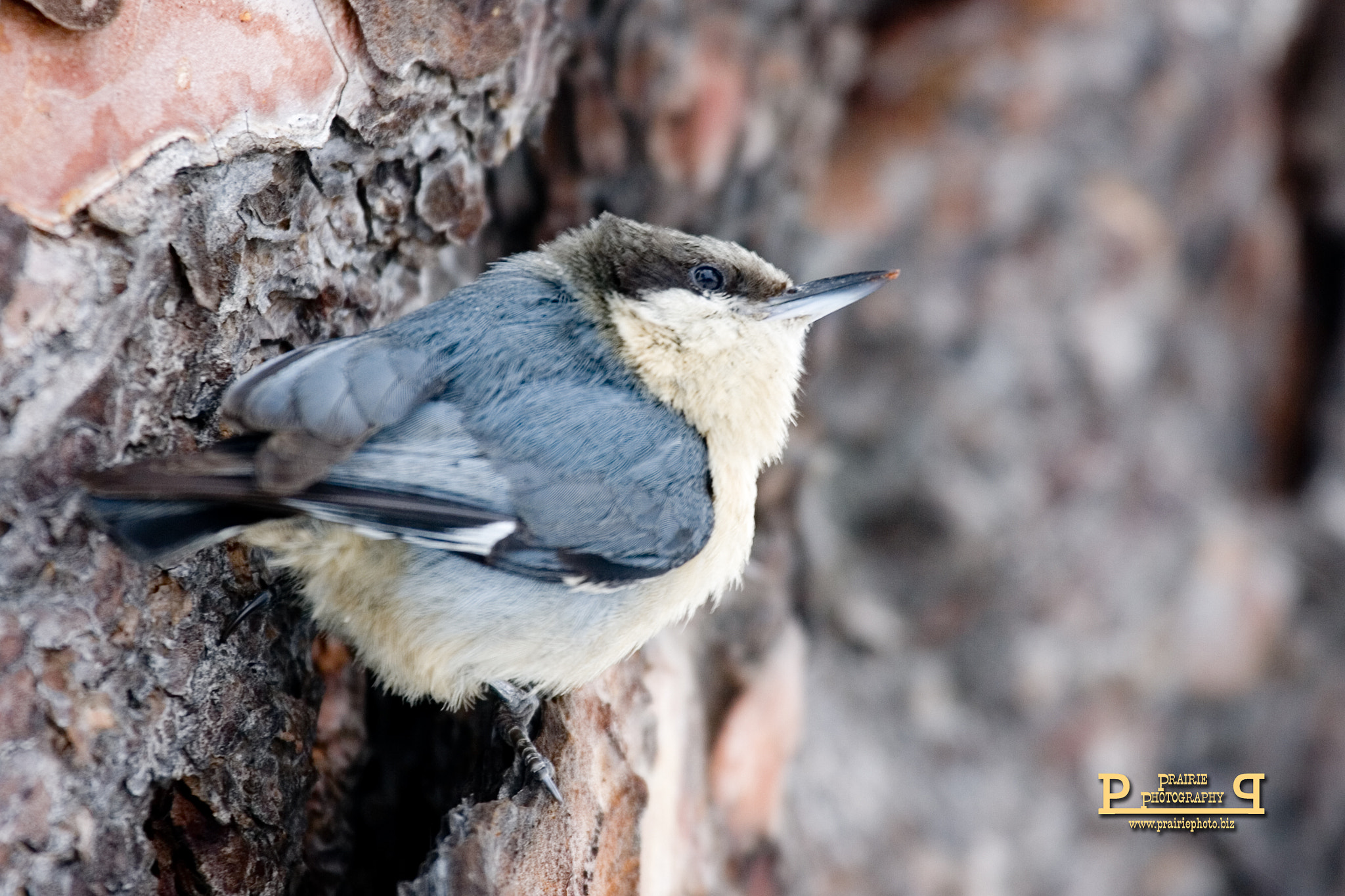 Canon EF 100-400mm F4.5-5.6L IS USM sample photo. Pygmy nuthatch photography