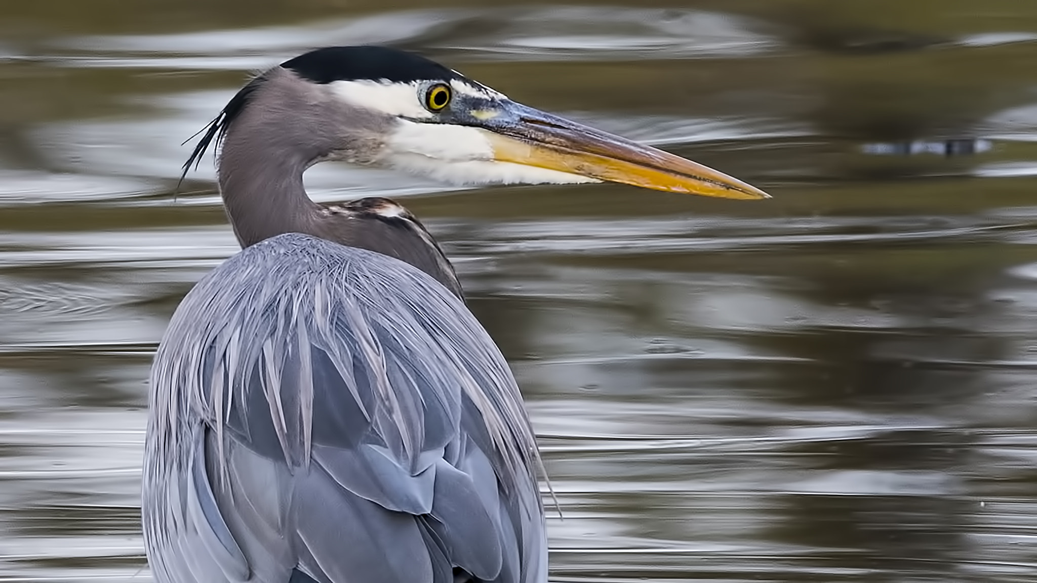 Nikon D810 sample photo. Great blue heron photography