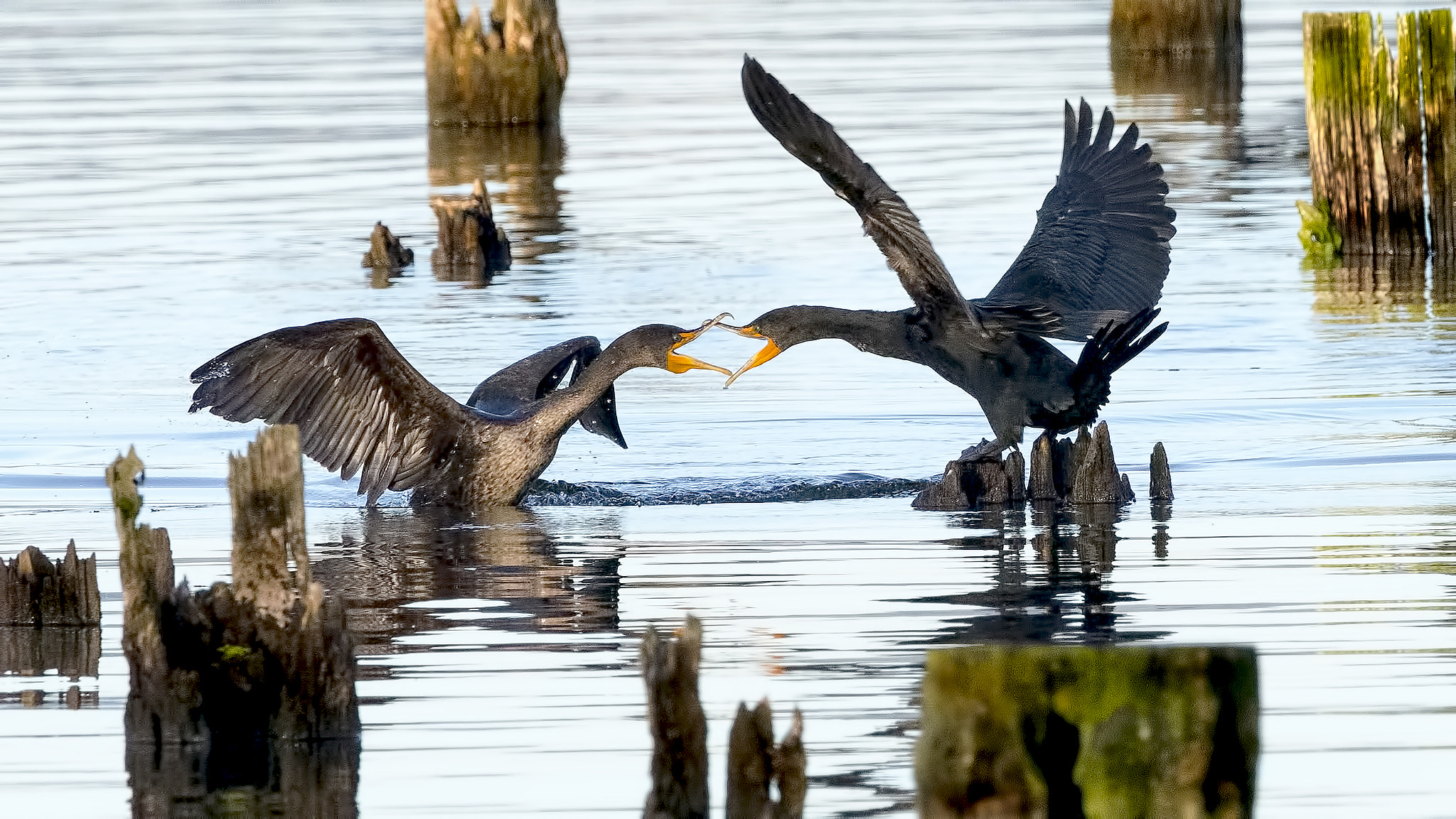 Nikon D810 sample photo. Crested cormorant photography