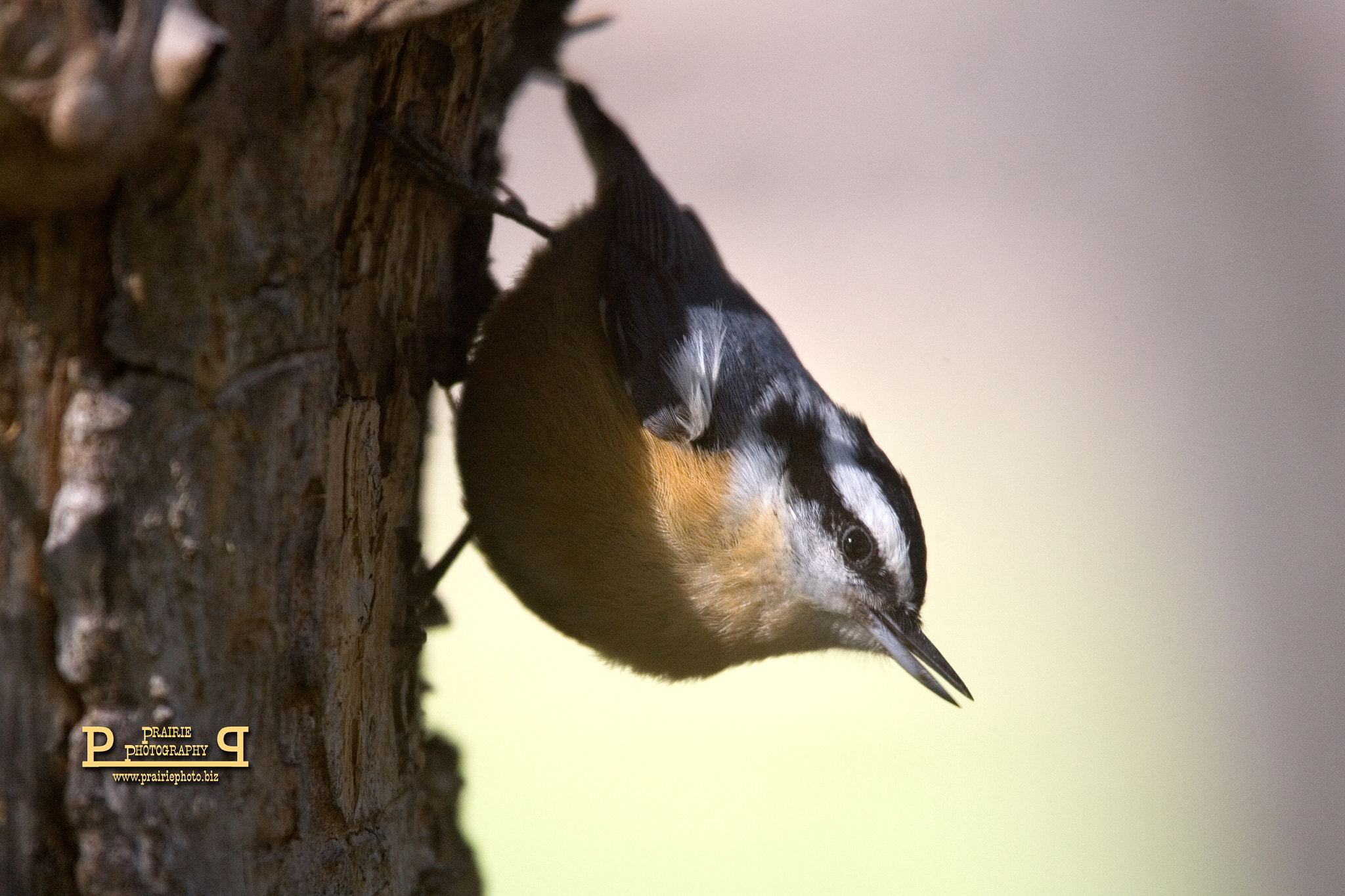 Canon EOS-1D Mark II N sample photo. Red breasted nuthatch photography