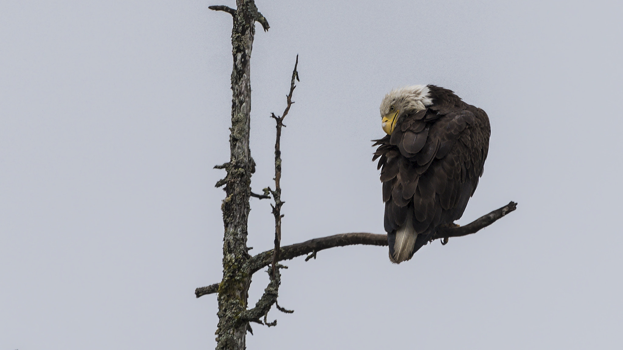 Nikon D810 sample photo. Bald eagle photography
