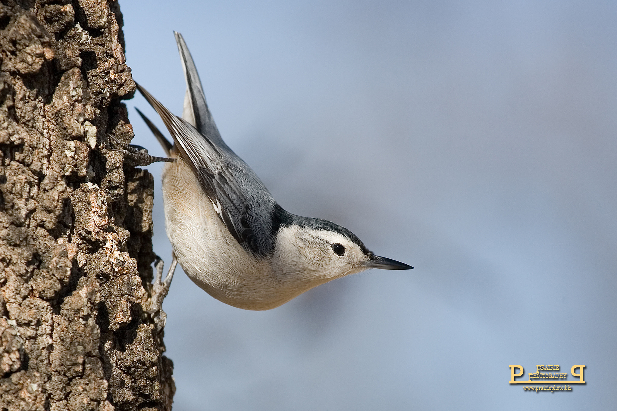 Canon EOS-1D Mark II N + Canon EF 100-400mm F4.5-5.6L IS USM sample photo. White-breasted nuthatch photography