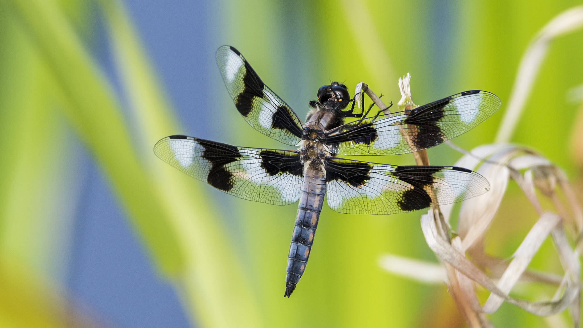 Nikon D810 + Tamron SP 150-600mm F5-6.3 Di VC USD sample photo. Eight-spotted dragonfly photography