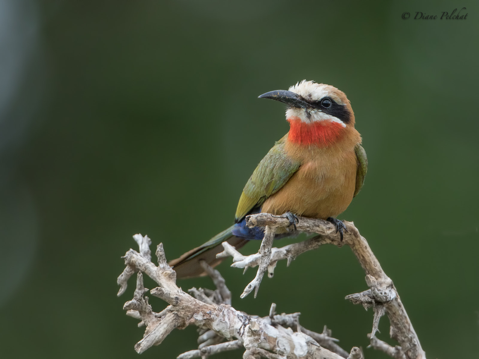 Canon EOS 7D Mark II + Canon EF 300mm F2.8L IS II USM sample photo. White-fronted bee-eater photography