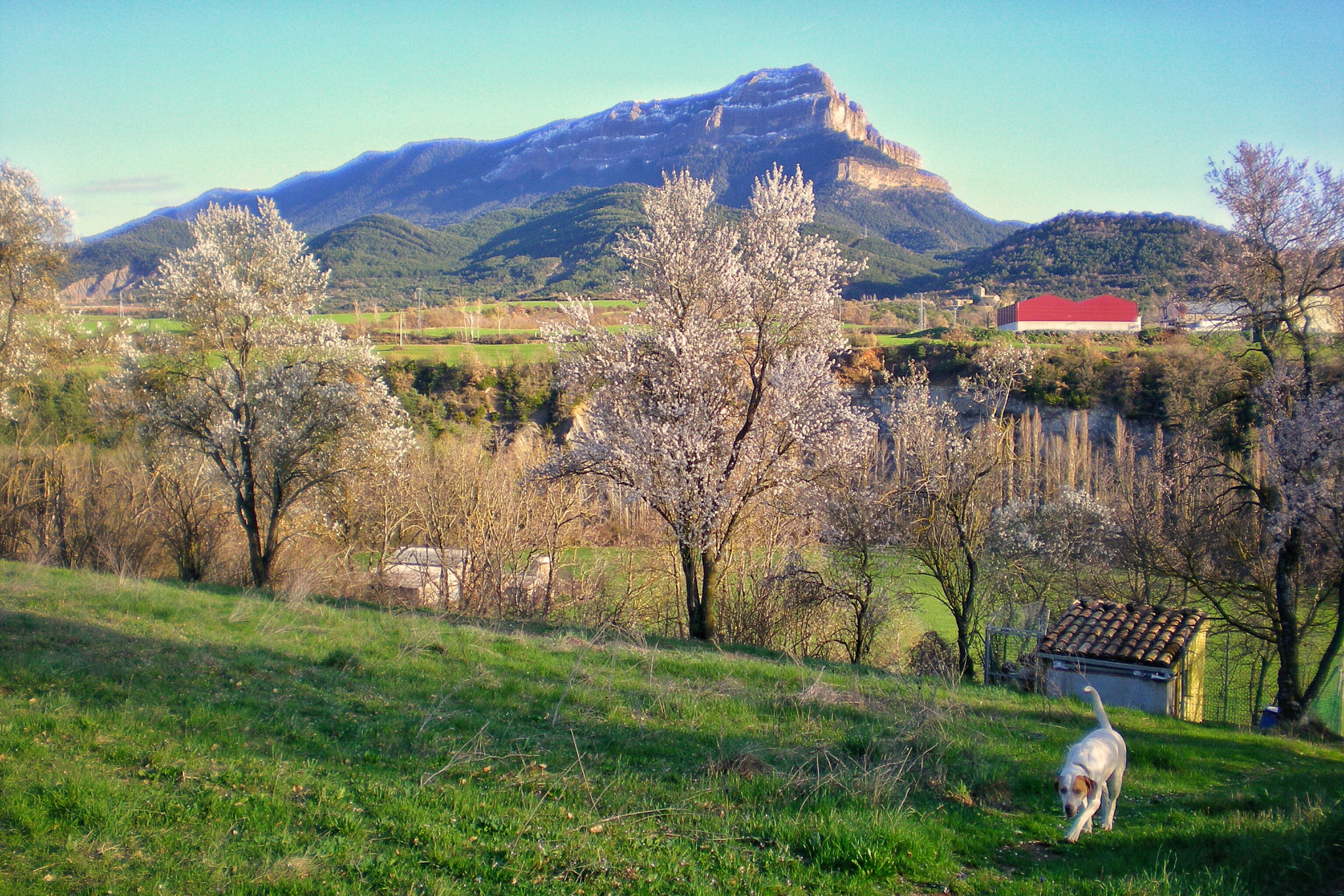 Nikon COOLPIX S200 sample photo. Primavera en jaca  photography