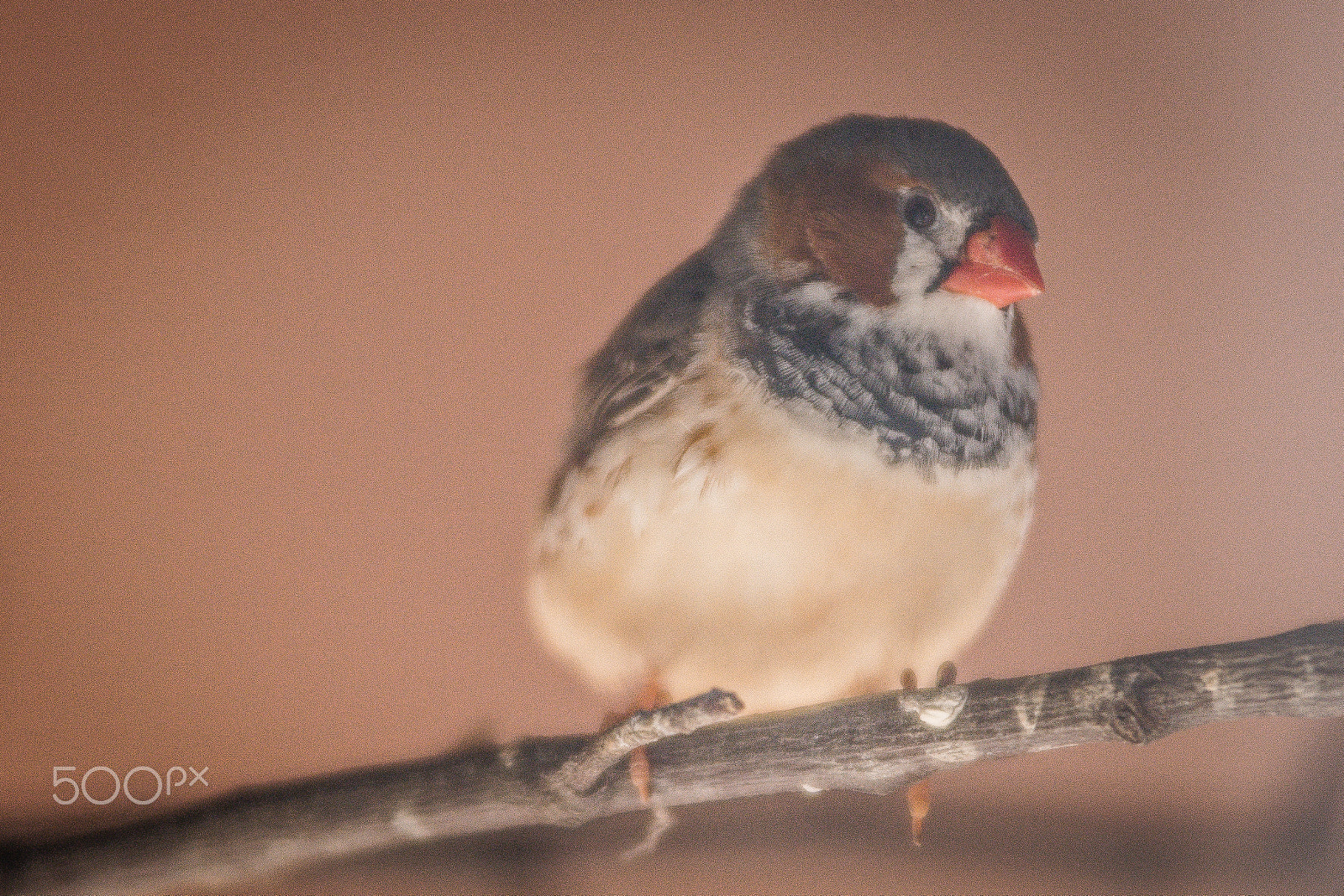 Nikon D7200 sample photo. Bird photography