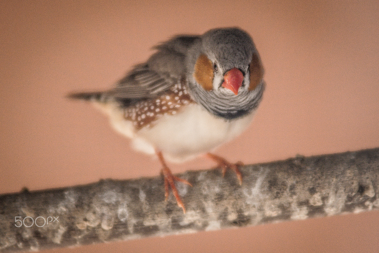 Nikon D7200 sample photo. Bird photography