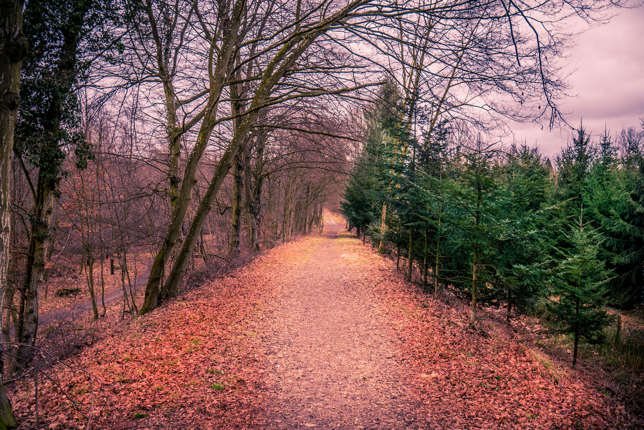 Panasonic Lumix DMC-G7 sample photo. Forest at end of winter photography