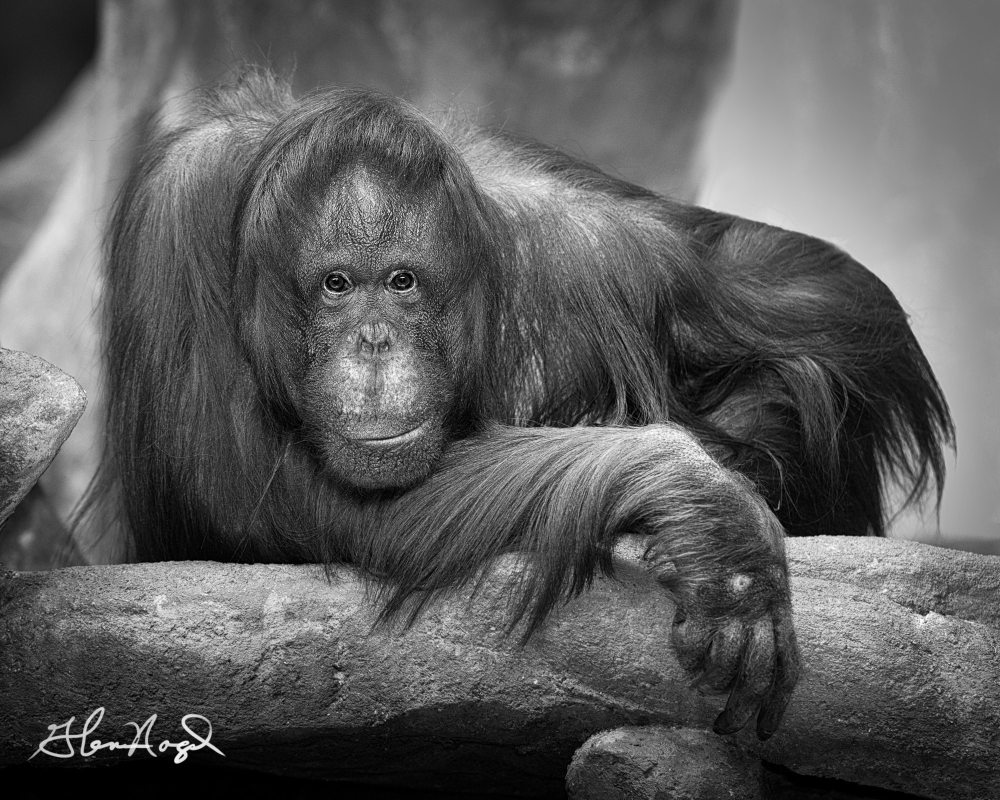 Nikon AF-S Nikkor 300mm F2.8G ED-IF VR sample photo. Orangutan photography
