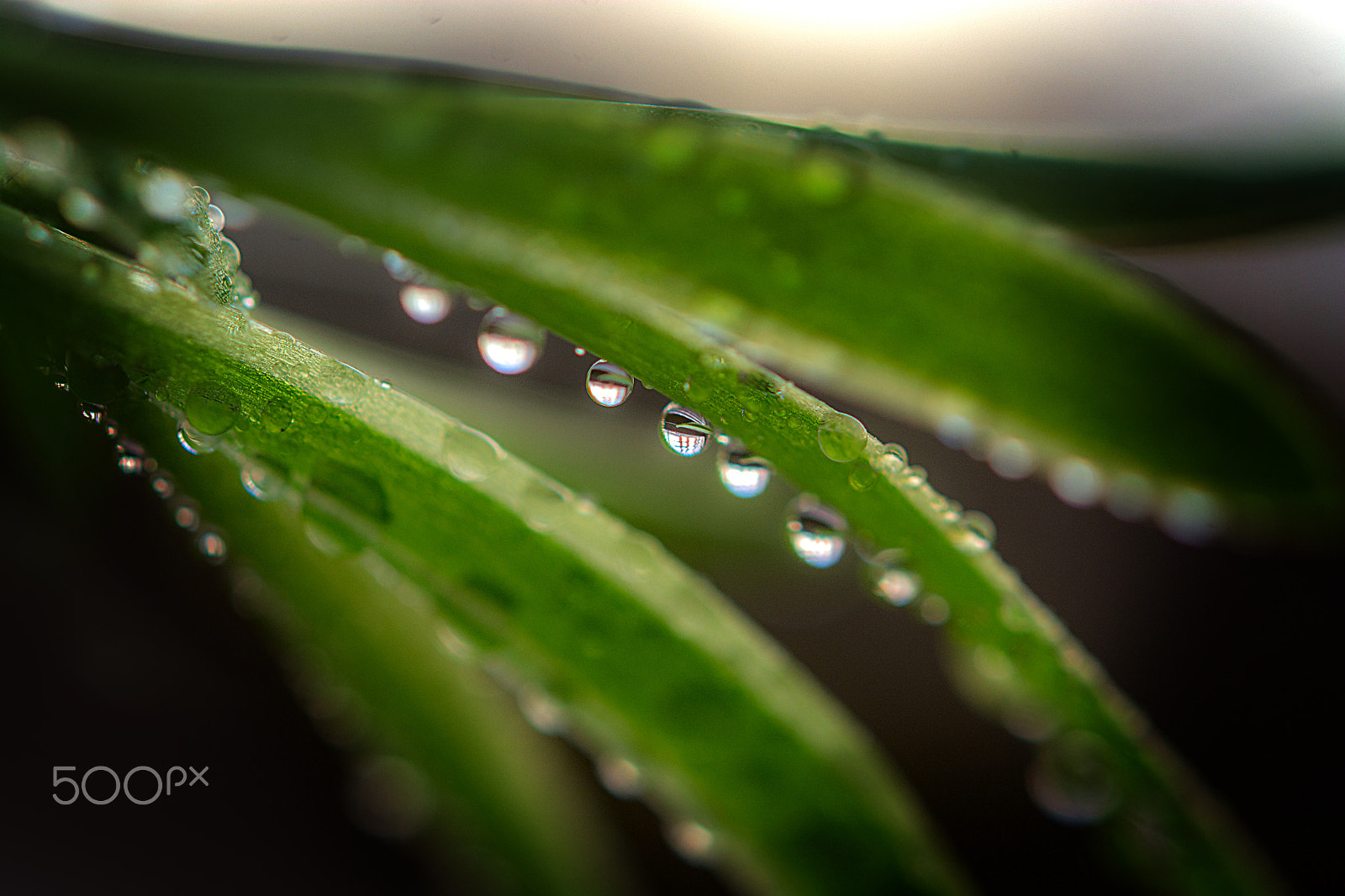 Nikon AF-S Micro-Nikkor 60mm F2.8G ED sample photo. Raindrops   - pingos de chuva photography