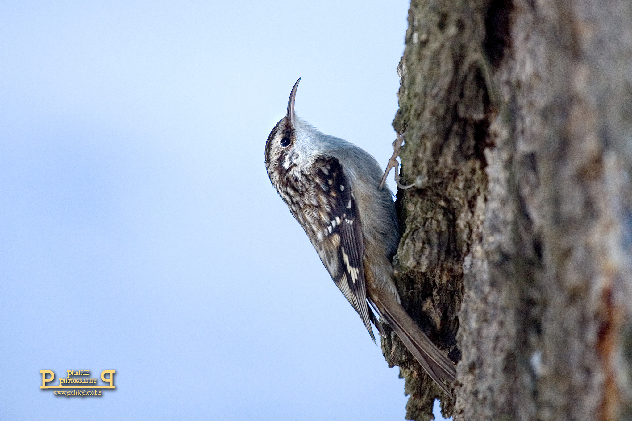 Canon EOS-1D Mark II N sample photo. Brown creeper photography