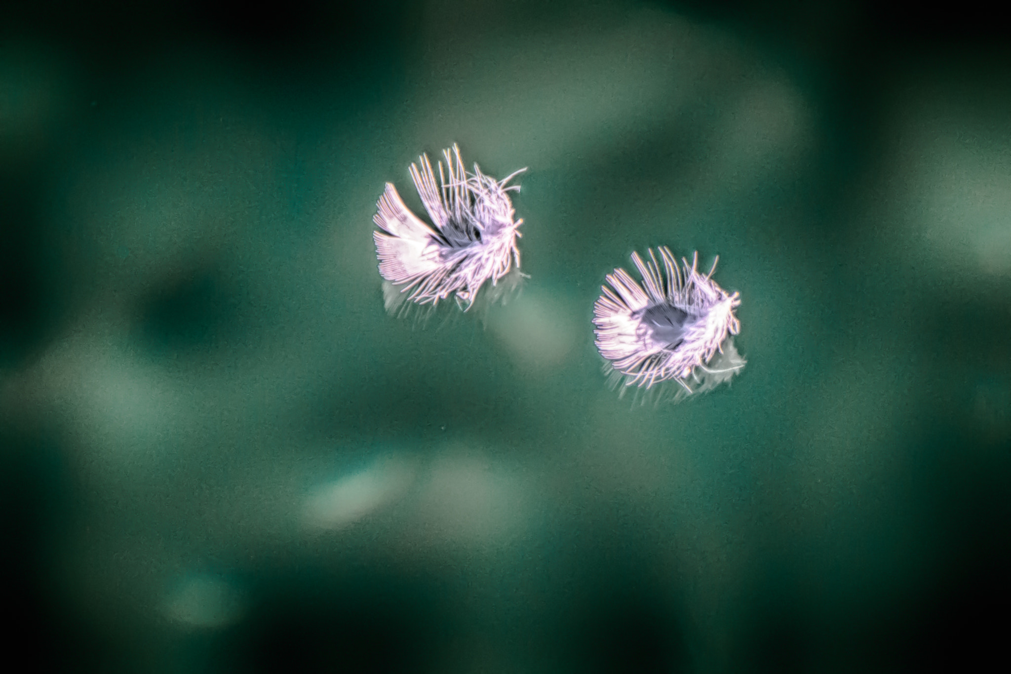 Sigma 18-250mm F3.5-6.3 DC Macro OS HSM sample photo. Floating feathers - crystal creek photography