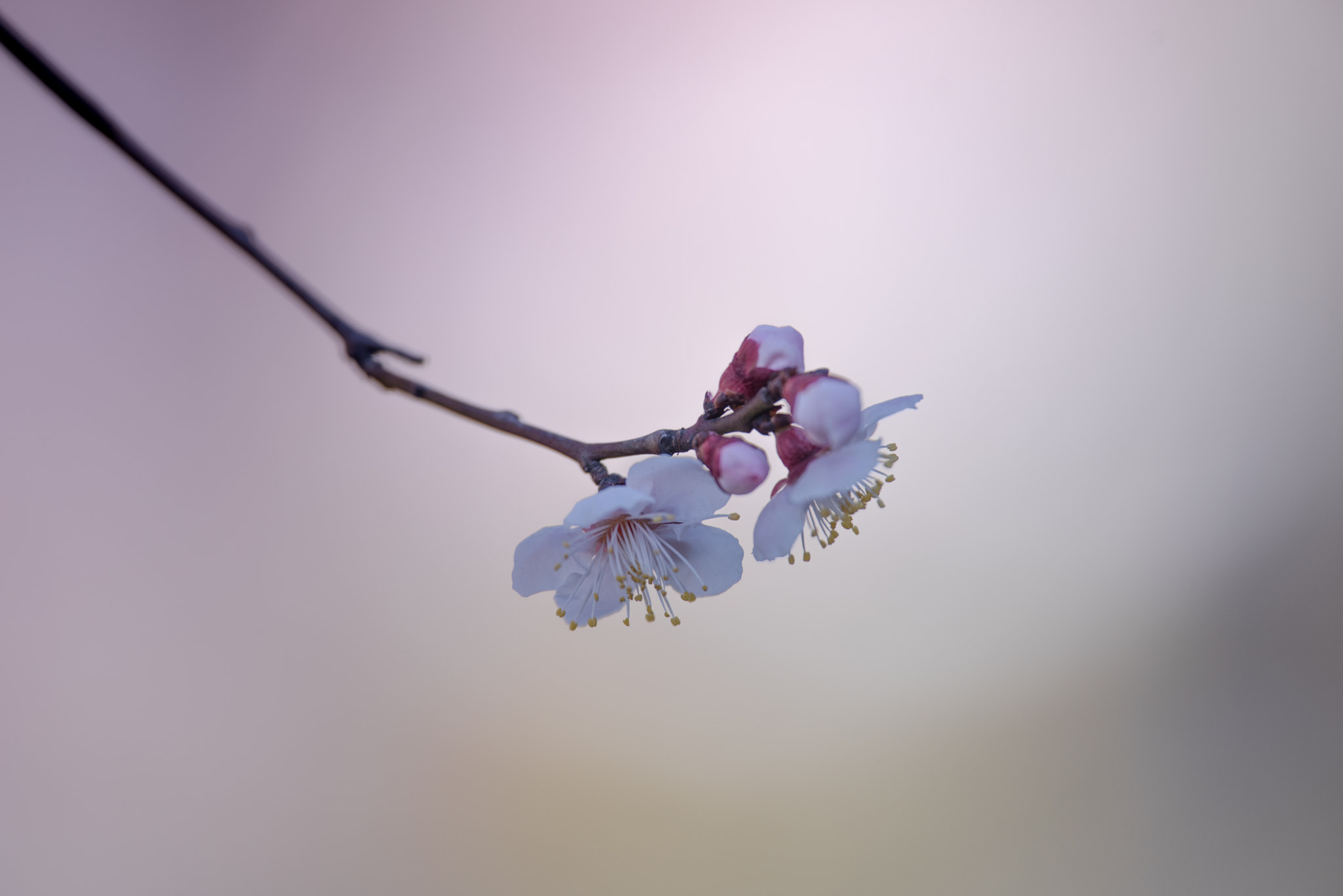 Nikon Nikkor AF-S 300mm F4E PF ED VR sample photo. Plum blossom photography