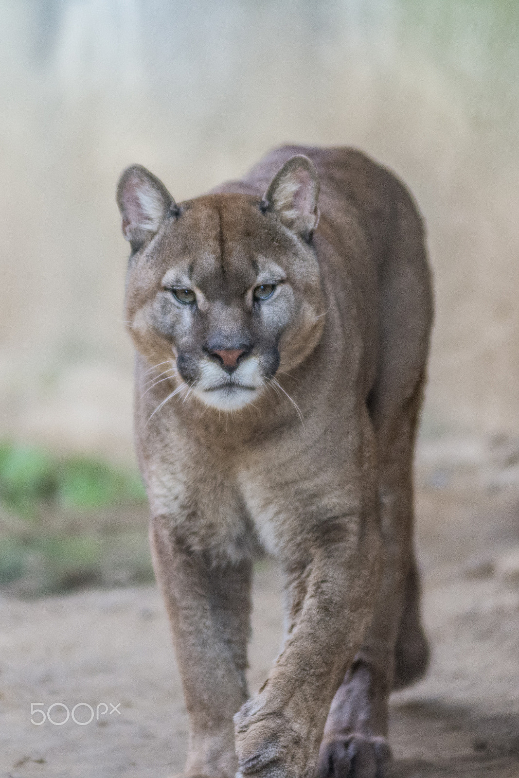 Nikon D7200 sample photo. Puma photography