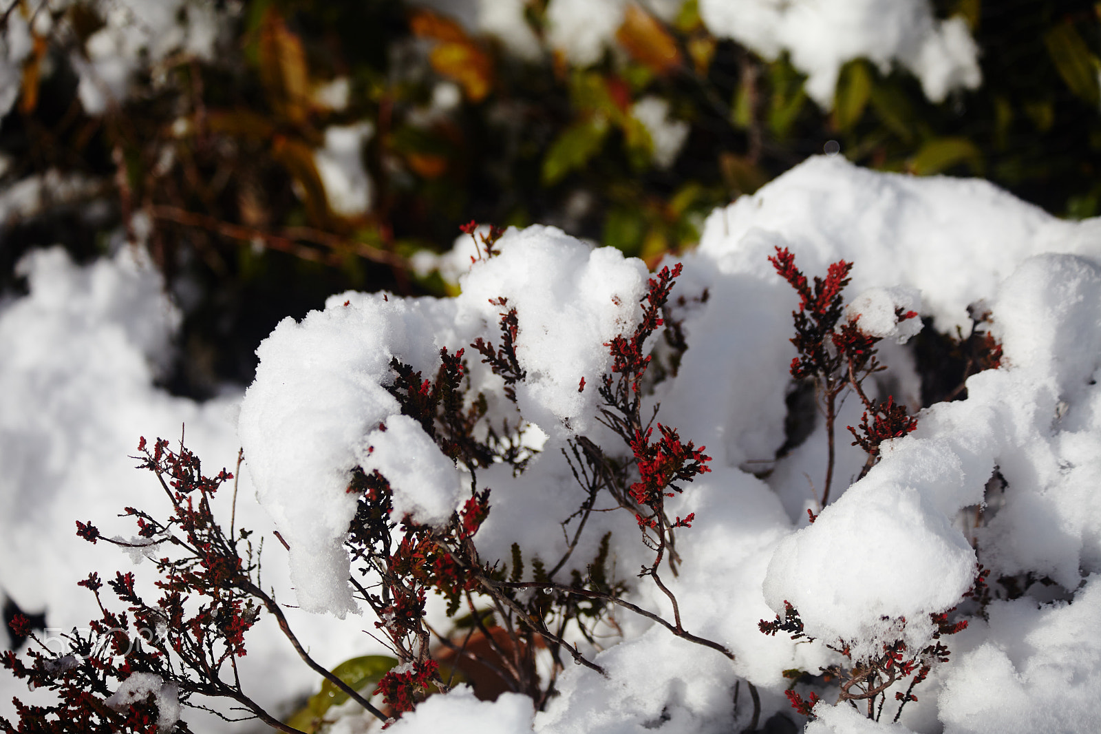 Canon EOS 5D Mark II sample photo. Snowy red shrub photography