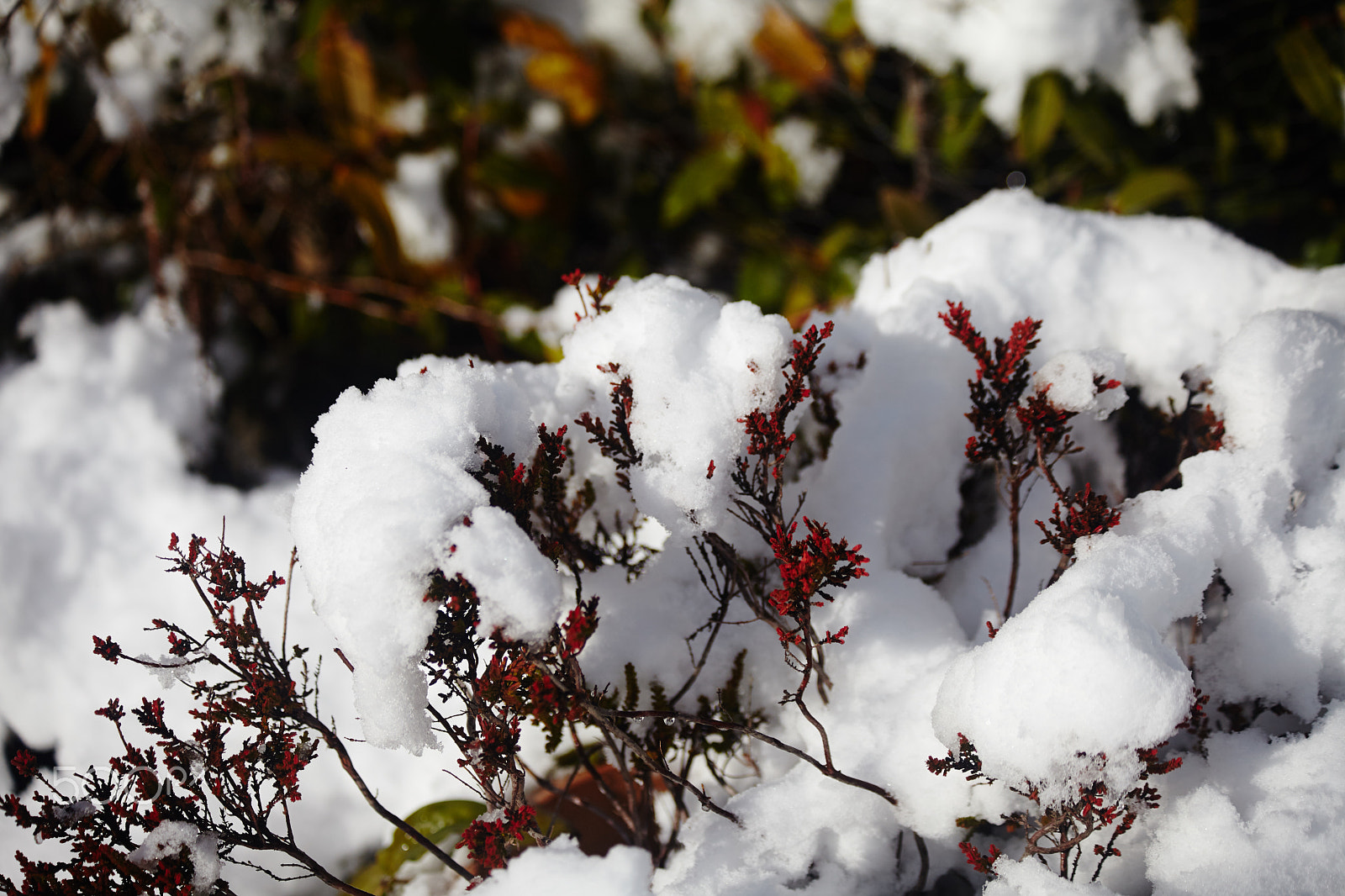 Canon EF 70-300mm F4-5.6 IS USM sample photo. Snowy red shrub photography