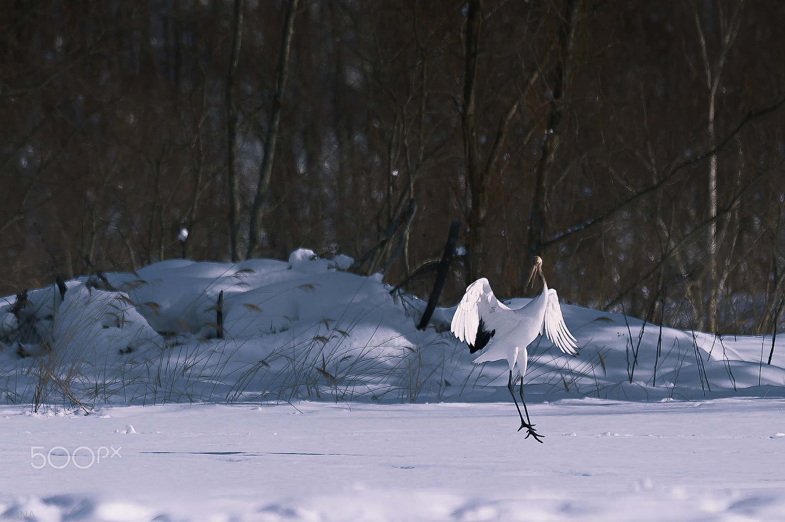 Nikon AF-S Nikkor 400mm F2.8G ED VR II sample photo. Tantyou photography