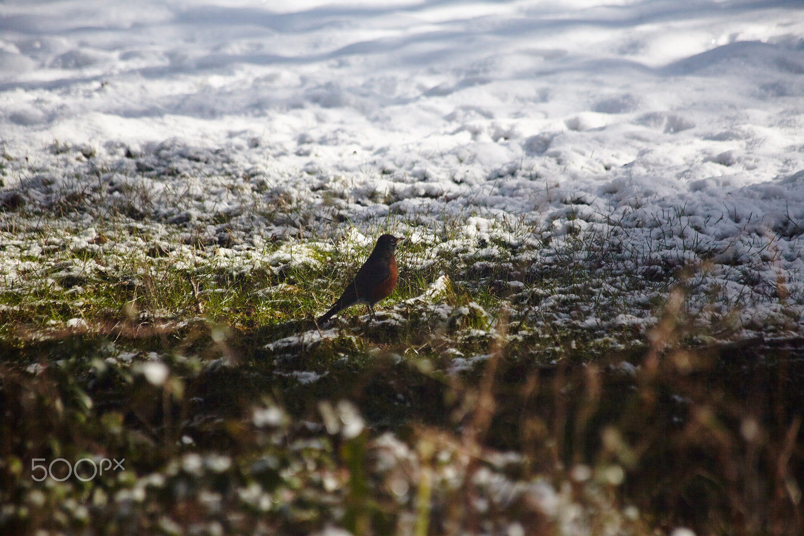 Canon EF 70-300mm F4-5.6 IS USM sample photo. Snow day photography
