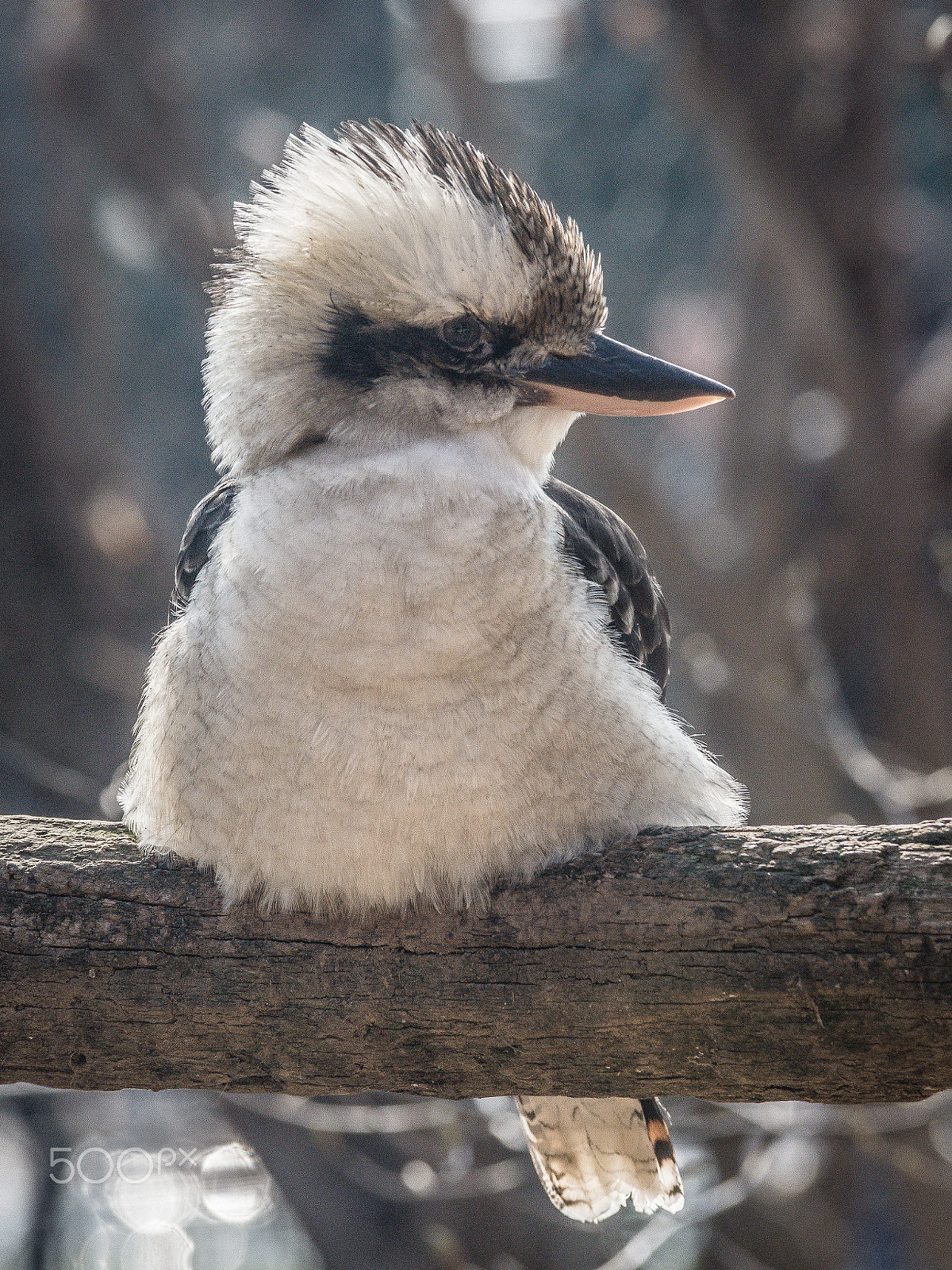 Nikon D7200 sample photo. Kookaburra photography