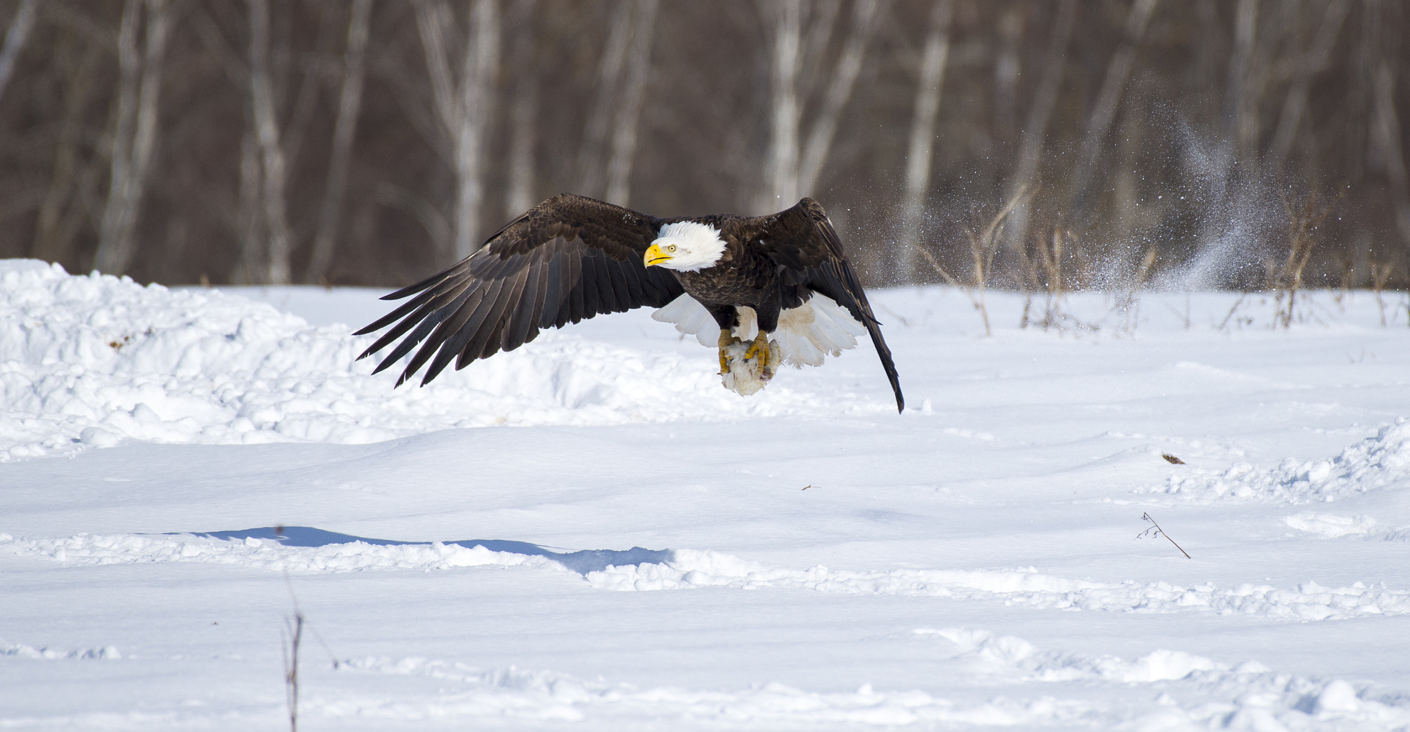 Nikon AF-S Nikkor 200-500mm F5.6E ED VR sample photo. Catching dinner photography