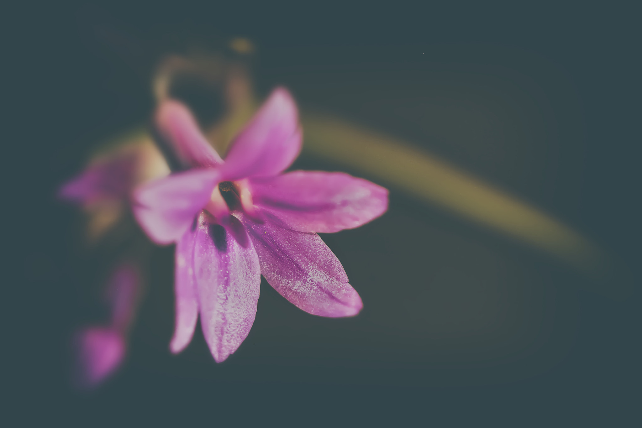 Canon EF 100mm F2.8 Macro USM sample photo. Persuasion photography