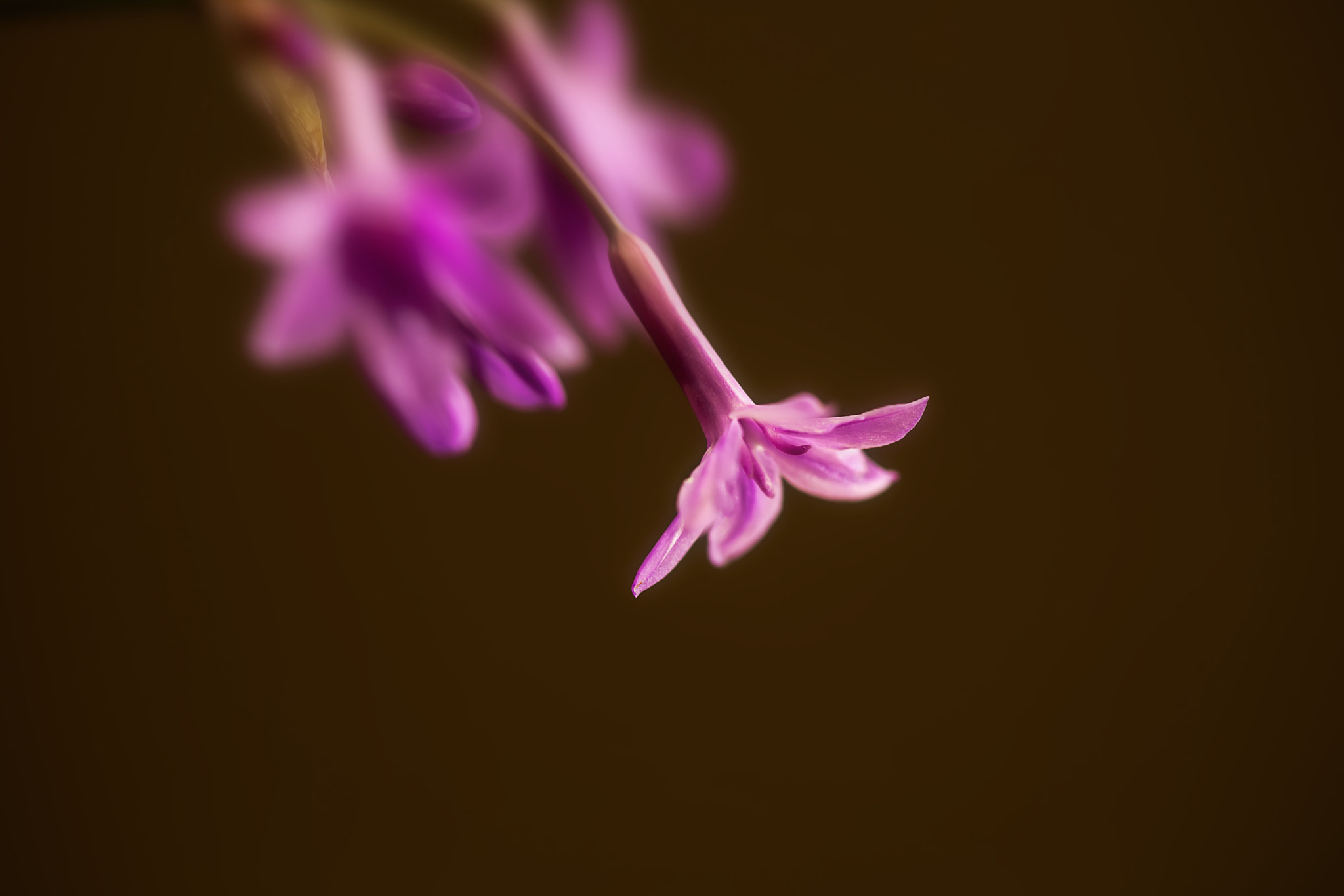 Canon EF 100mm F2.8 Macro USM sample photo. Rogue photography