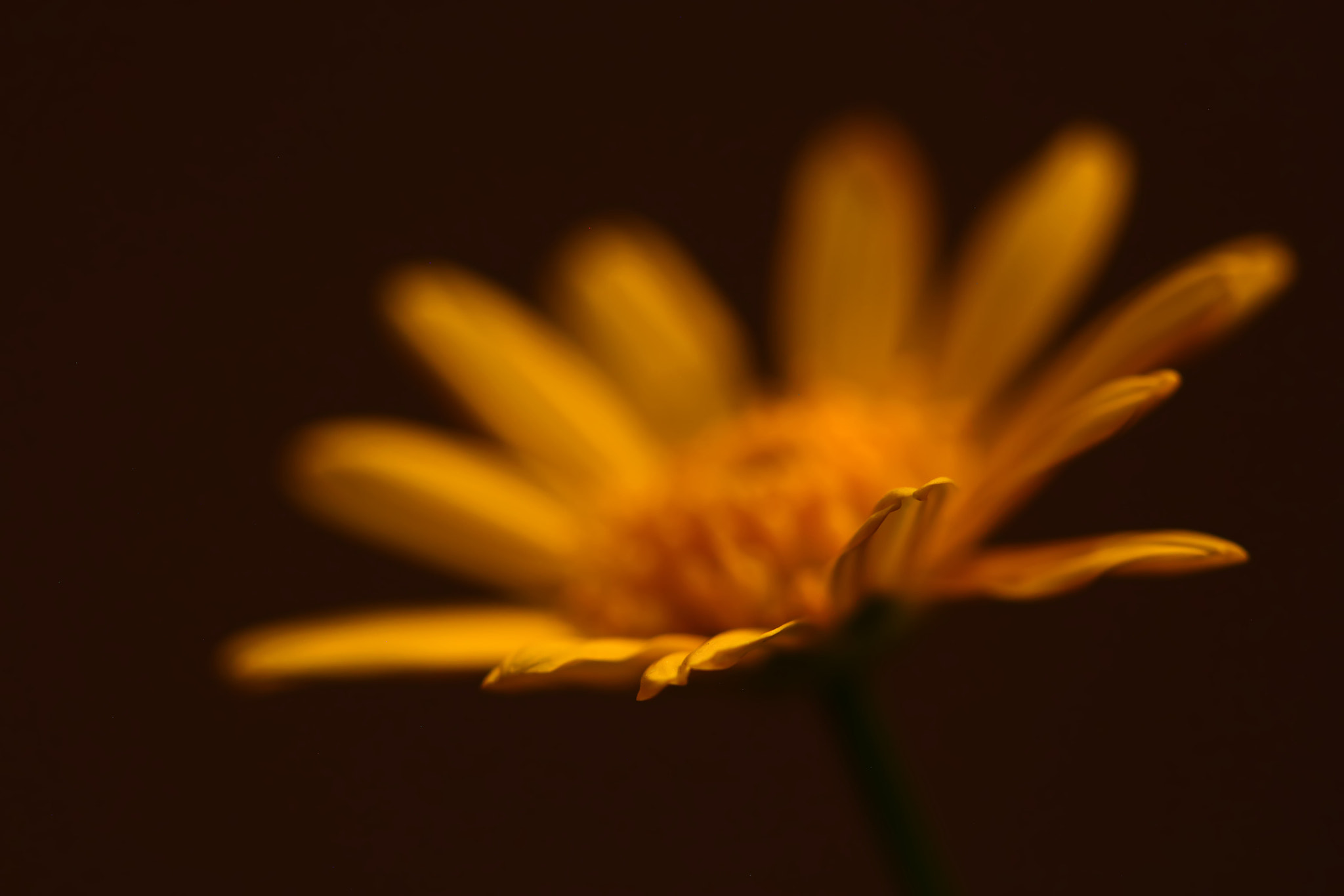 Canon EF 100mm F2.8 Macro USM sample photo. Today photography