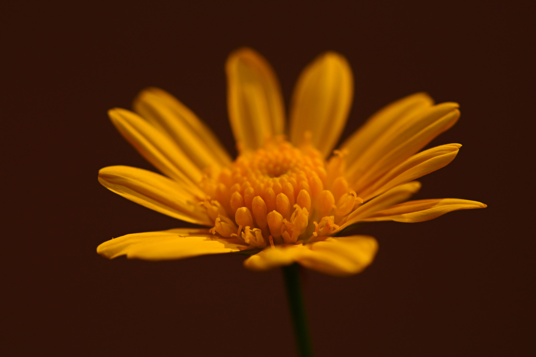 Canon EF 100mm F2.8 Macro USM sample photo. Yesterdays photography