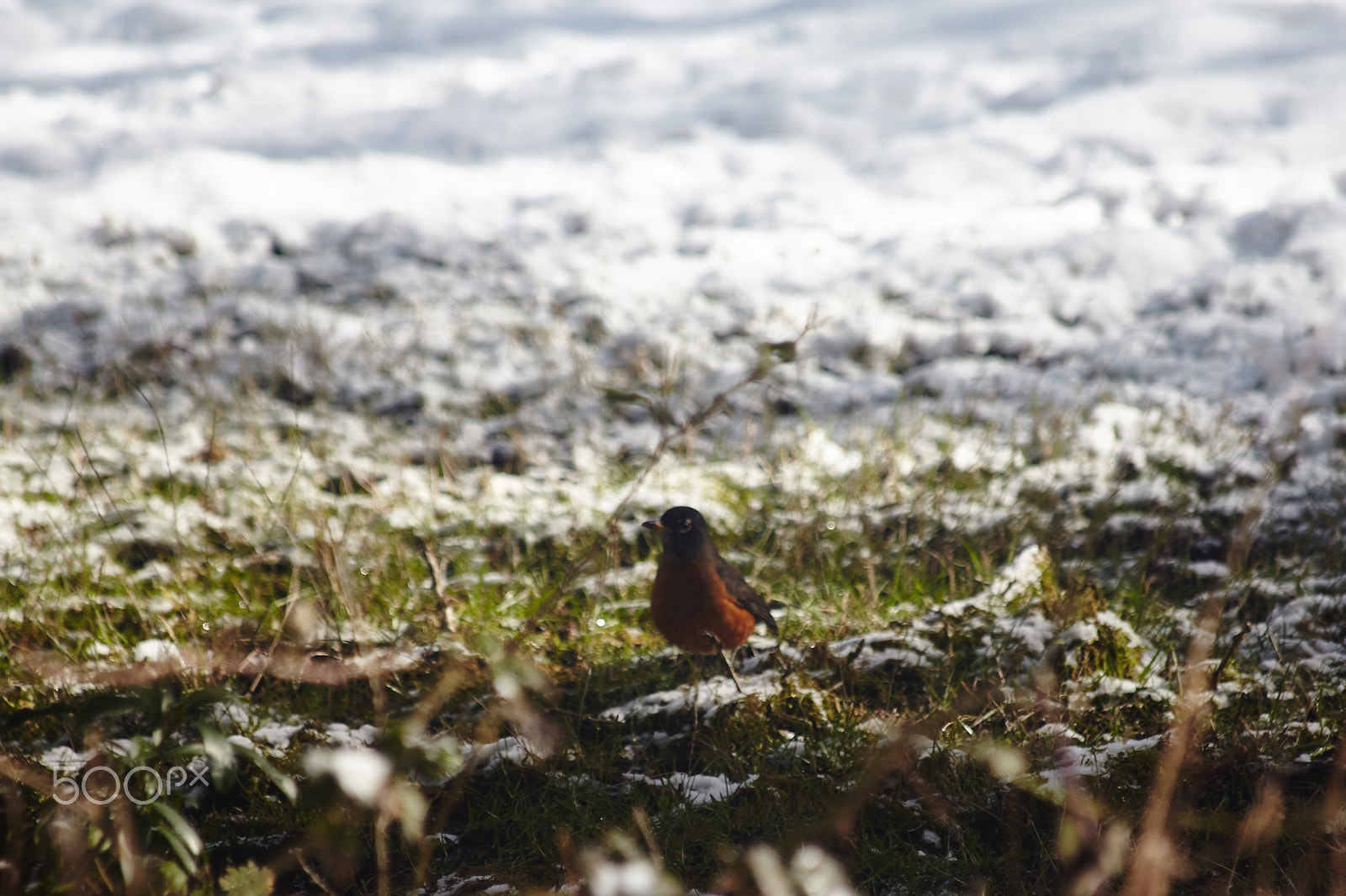 Canon EF 70-300mm F4-5.6 IS USM sample photo. Snow day photography