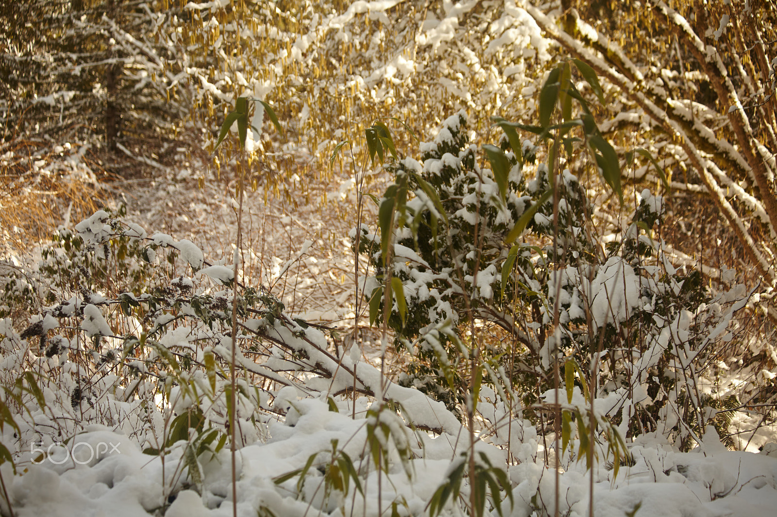 Canon EF 70-300mm F4-5.6 IS USM sample photo. Snow day photography