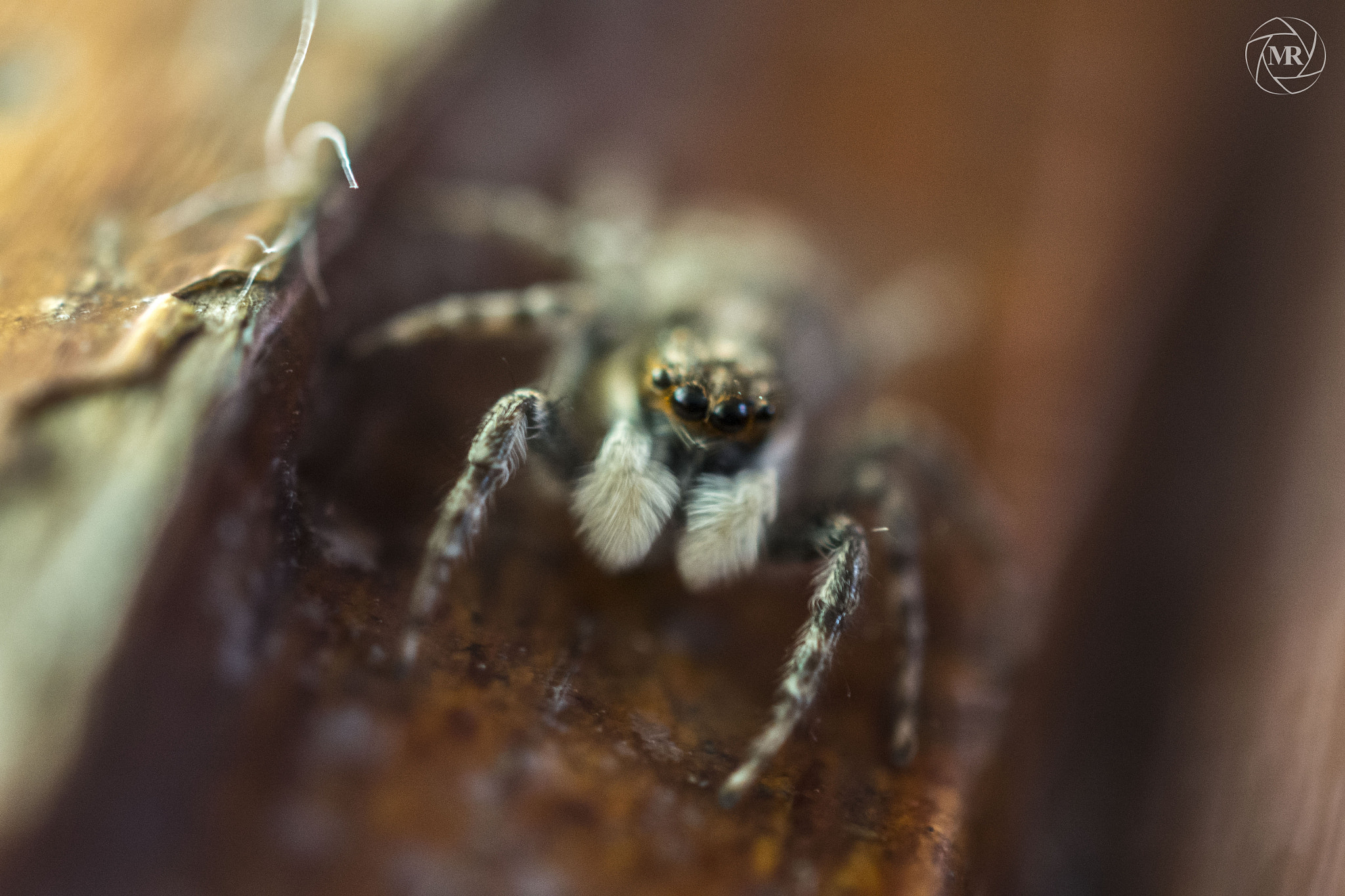 Nikon AF-S DX Micro Nikkor 40mm F2.8 sample photo. Spider 2 photography