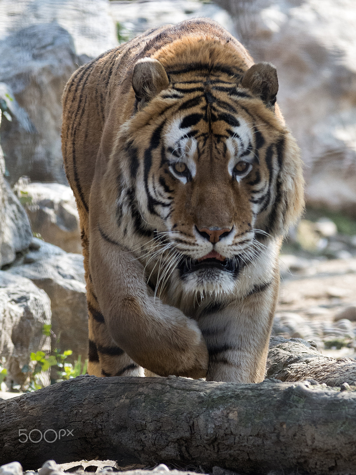 Nikon D7200 sample photo. Tigre siberiana photography