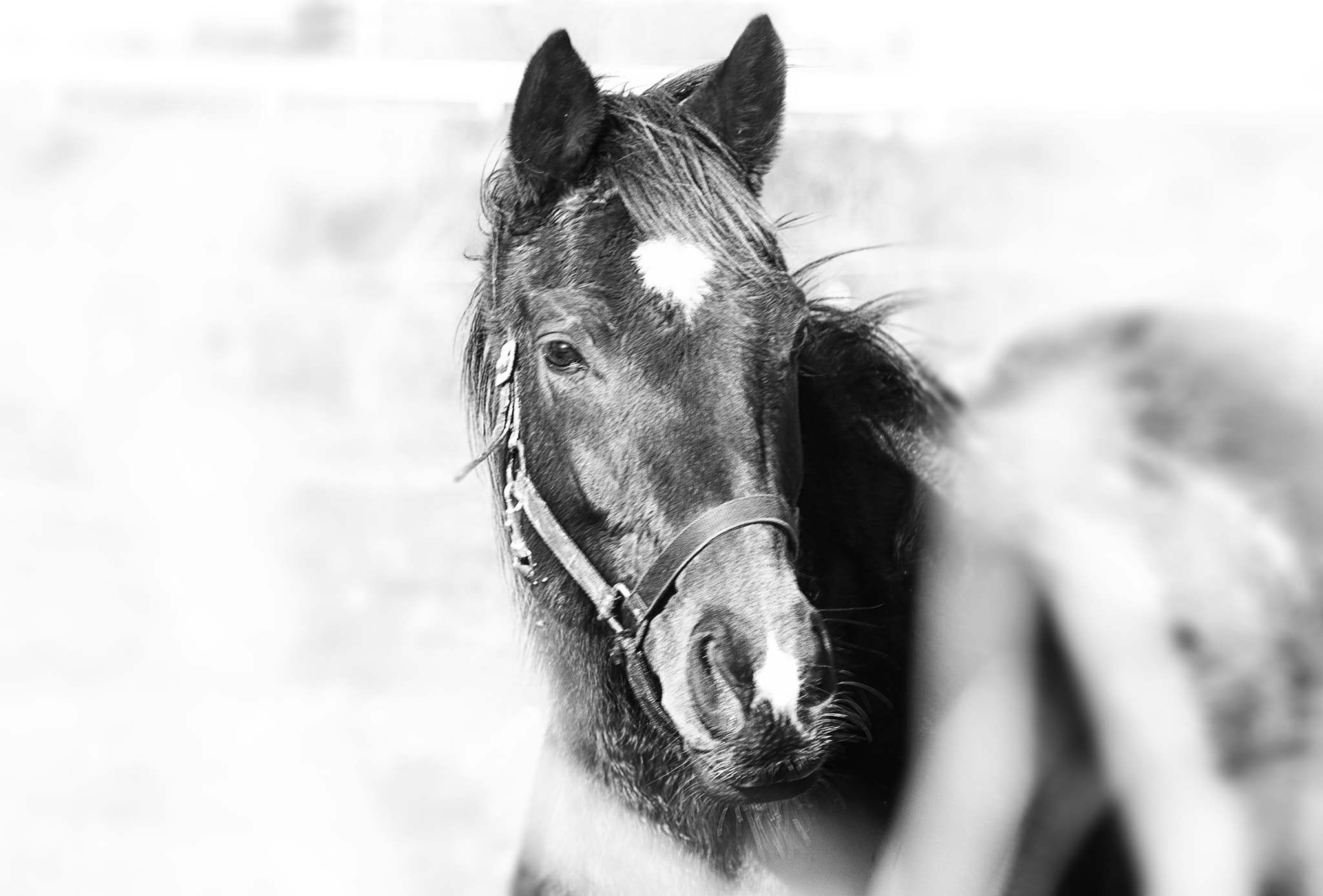 KONICA MINOLTA DYNAX 7D sample photo. Horse... photography