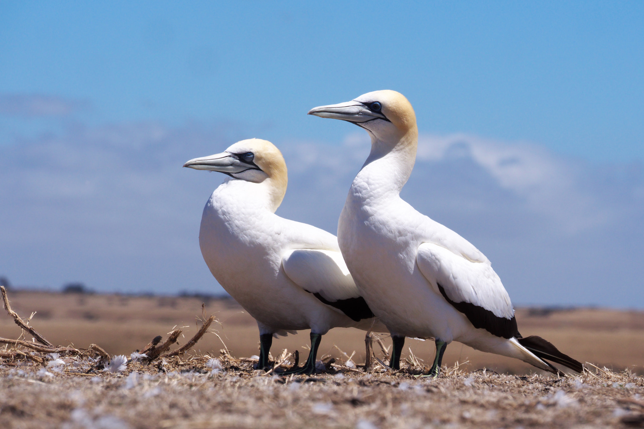 Panasonic Lumix DMC-GH3 sample photo. Lovers on cape kidnappers. photography