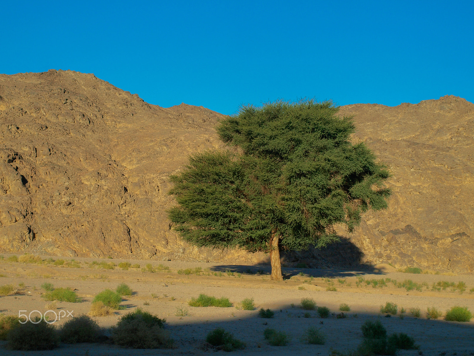 OLYMPUS 14-42mm Lens sample photo. Solitariness photography