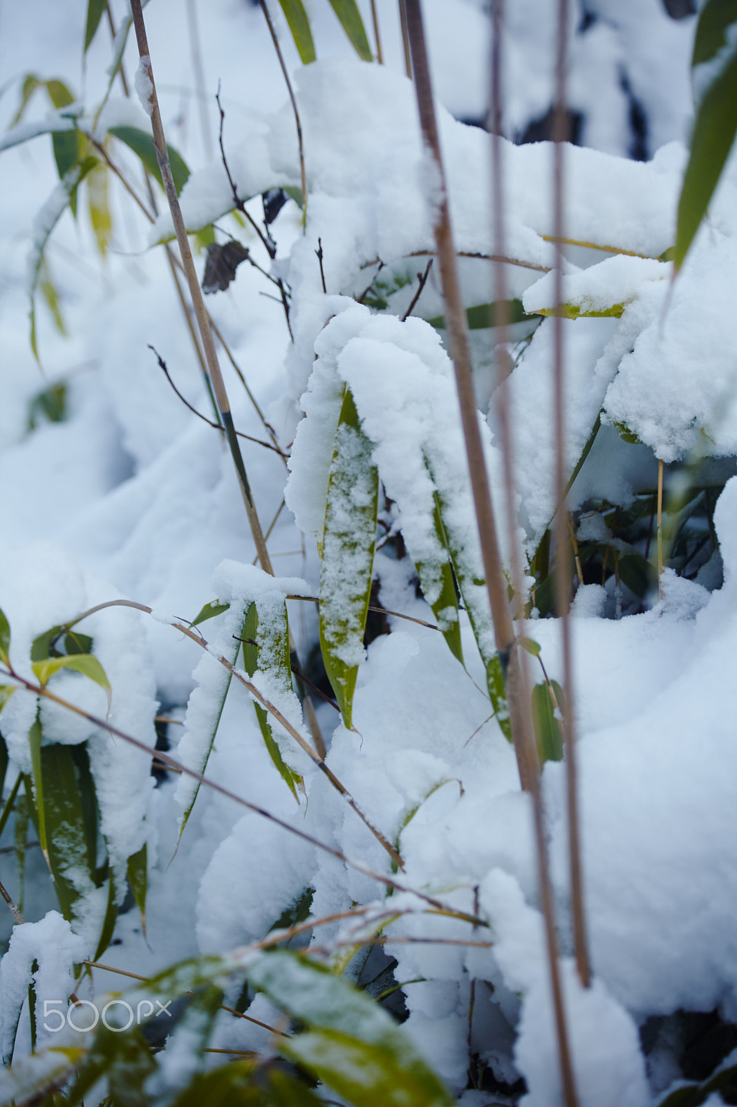 Canon EF 70-300mm F4-5.6 IS USM sample photo. Snowy bamboo photography