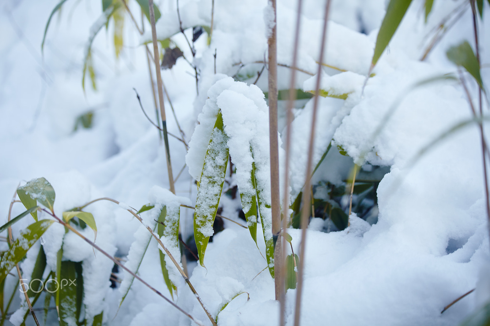 Canon EF 70-300mm F4-5.6 IS USM sample photo. Snowy bamboo photography